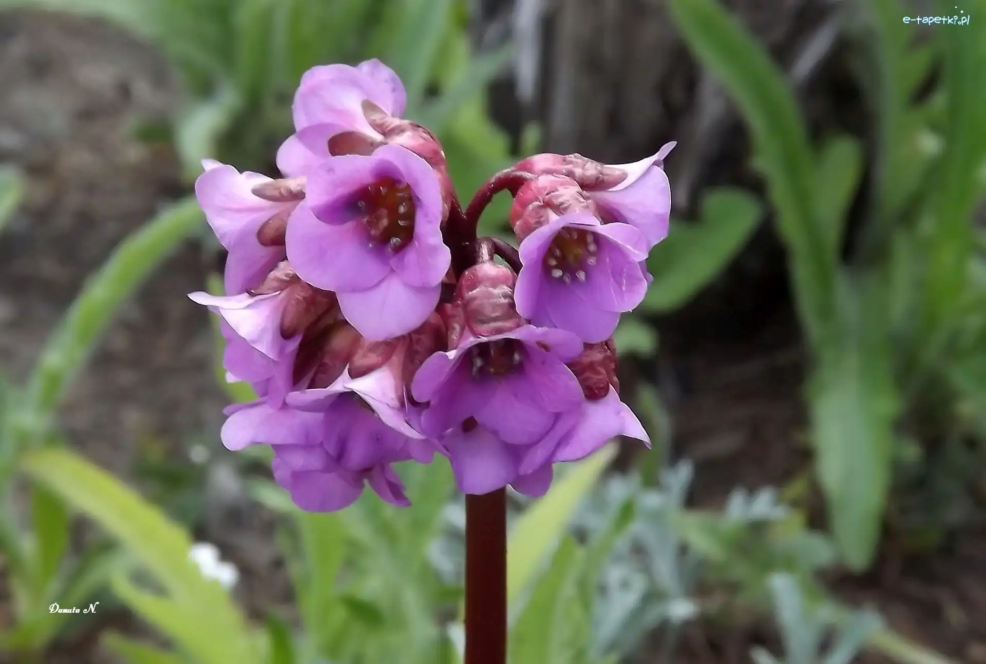Ogród, Fioletowa, Trawy, Lato, Bergenia, Kwiat