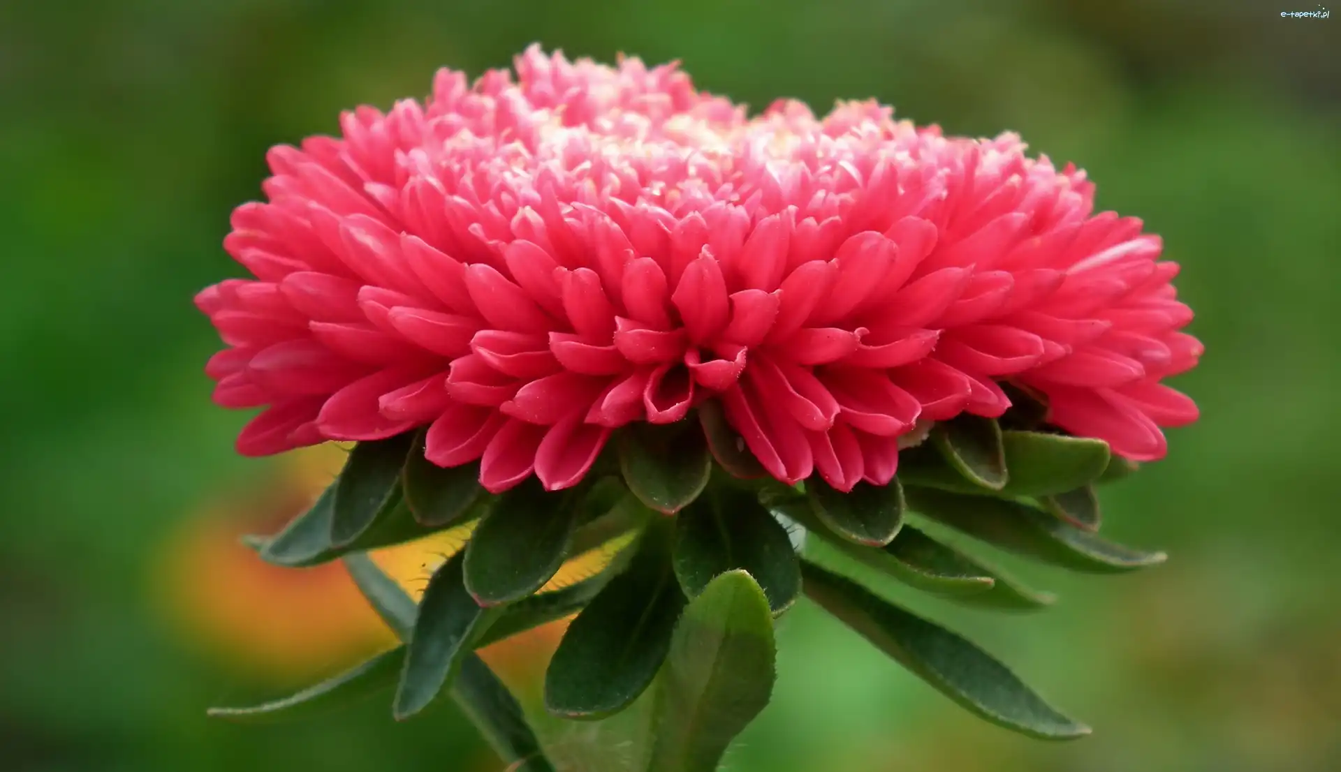 Aster, Kwiat
