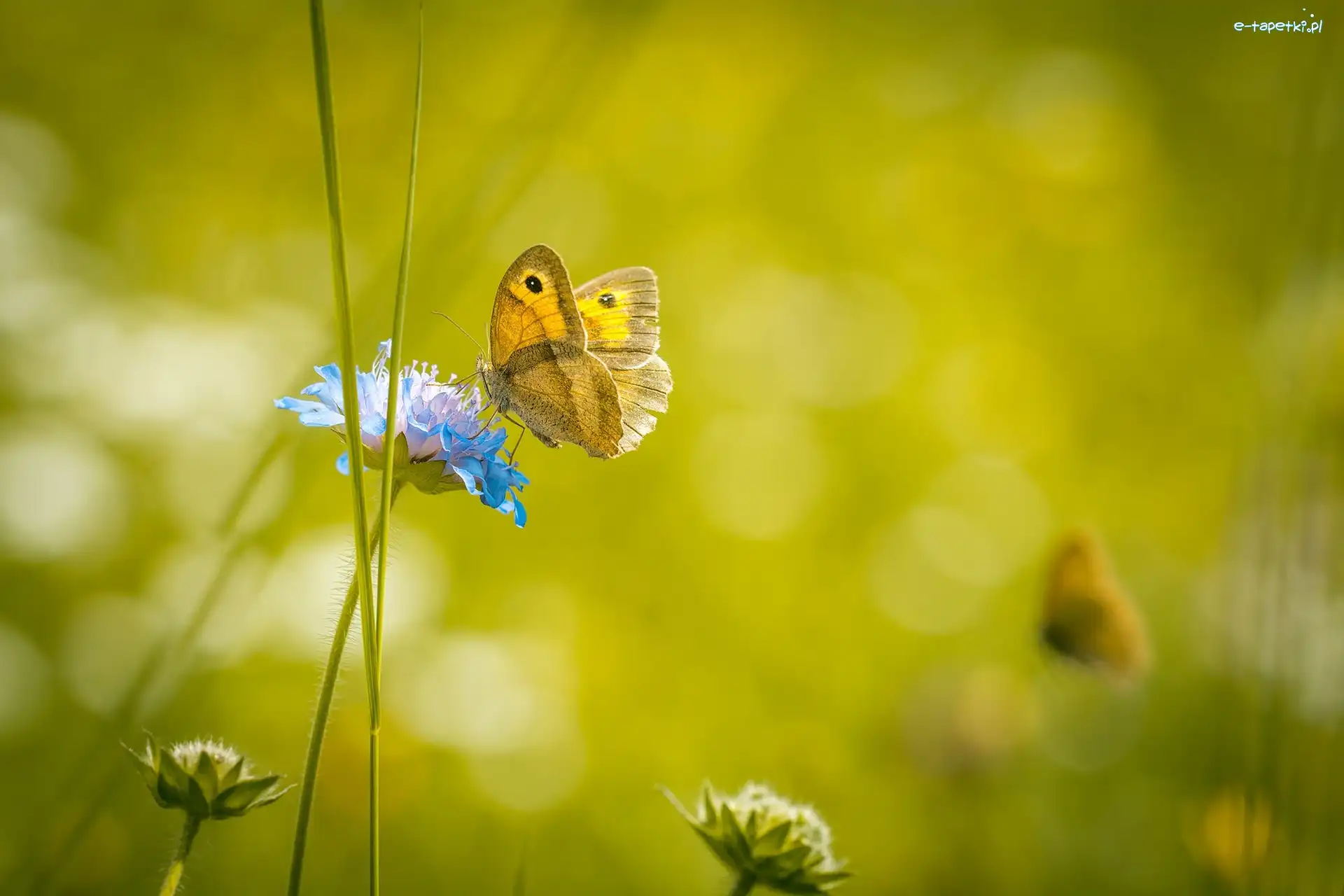 Makro, Kwiat, Motyl