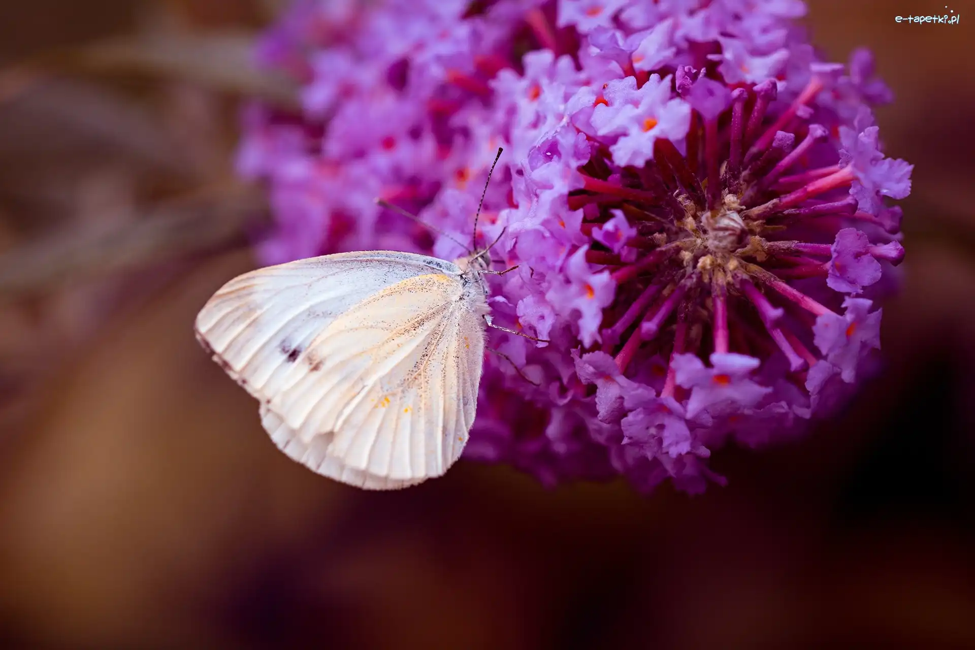 Bielinek, Makro, Kwiat, Motyl