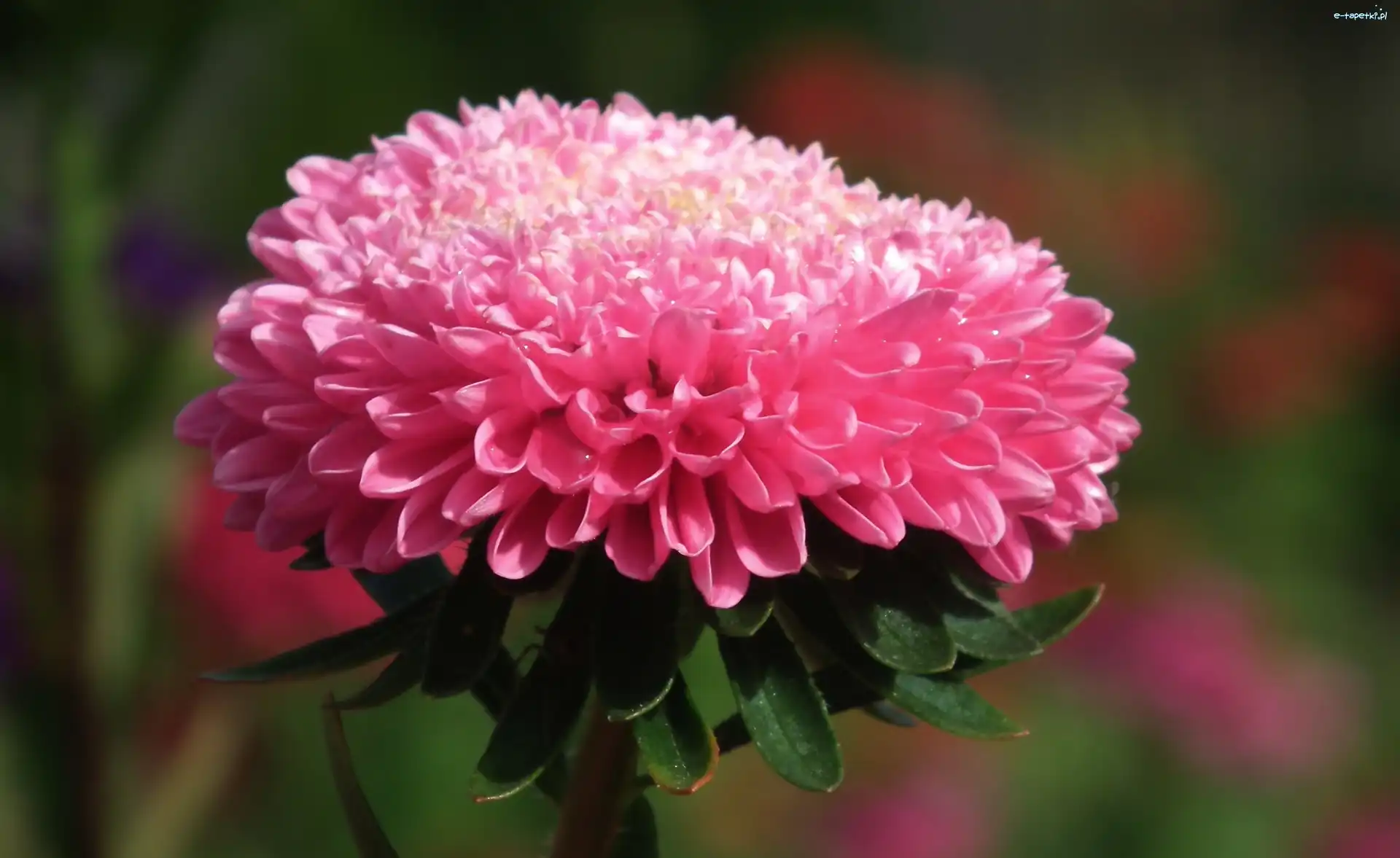 Aster, Kwiat, Przyroda