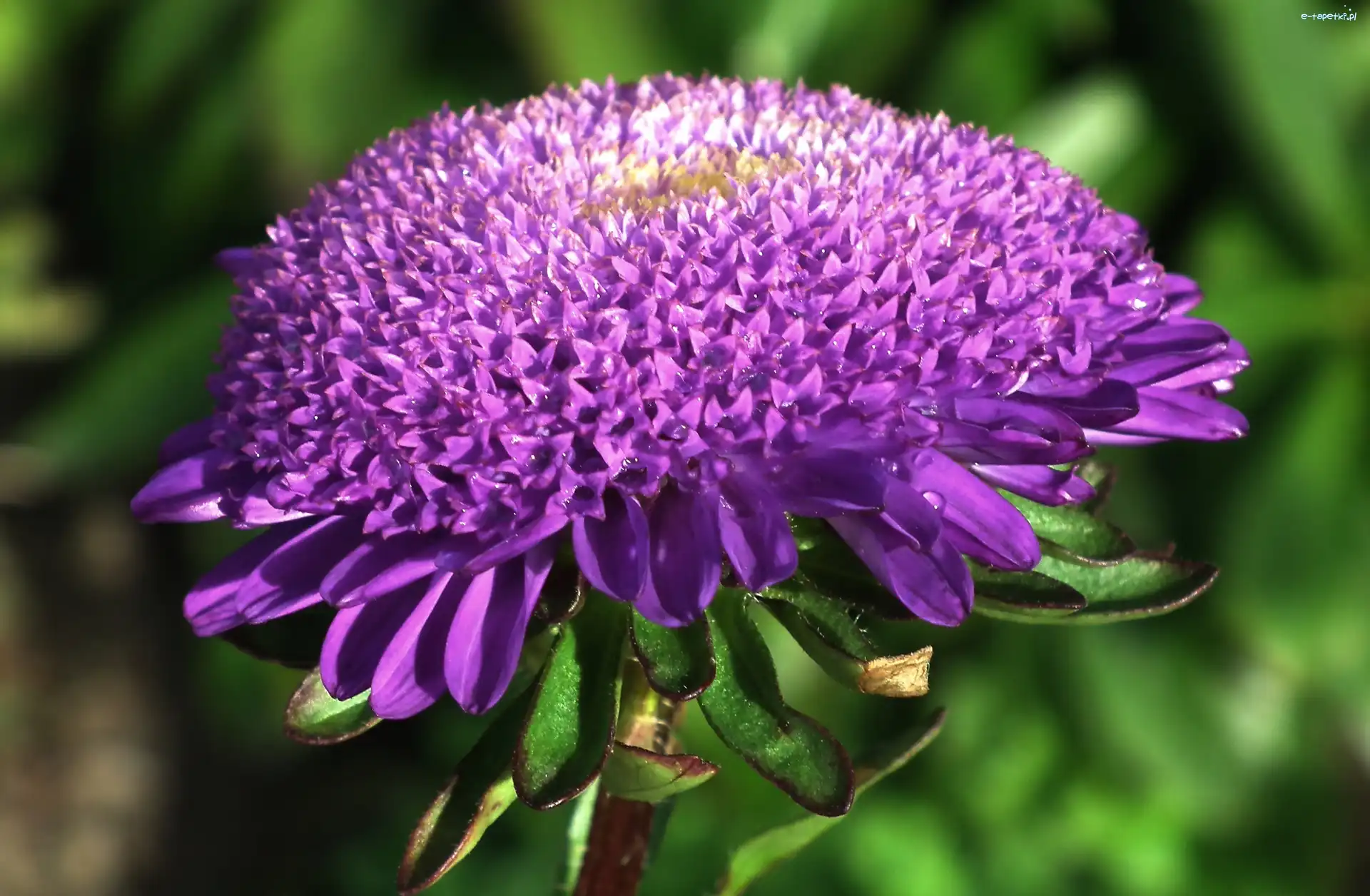 Aster, Kwiat, Przyroda