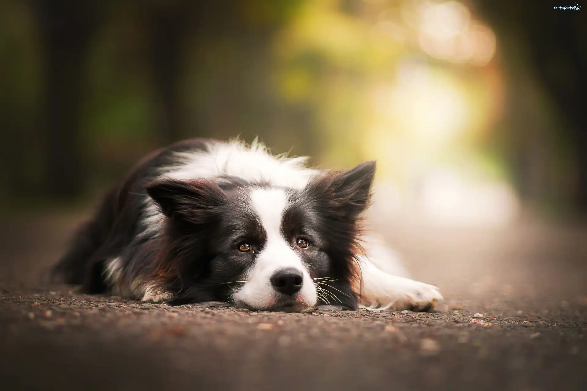 Collie, Border, Pies