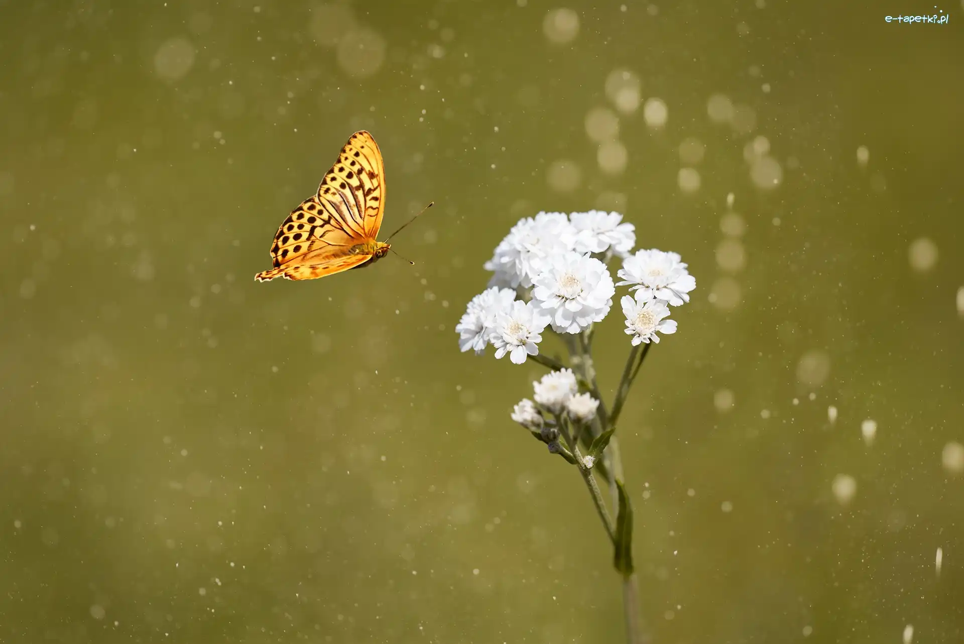 Motyl, Kwiat, Biały