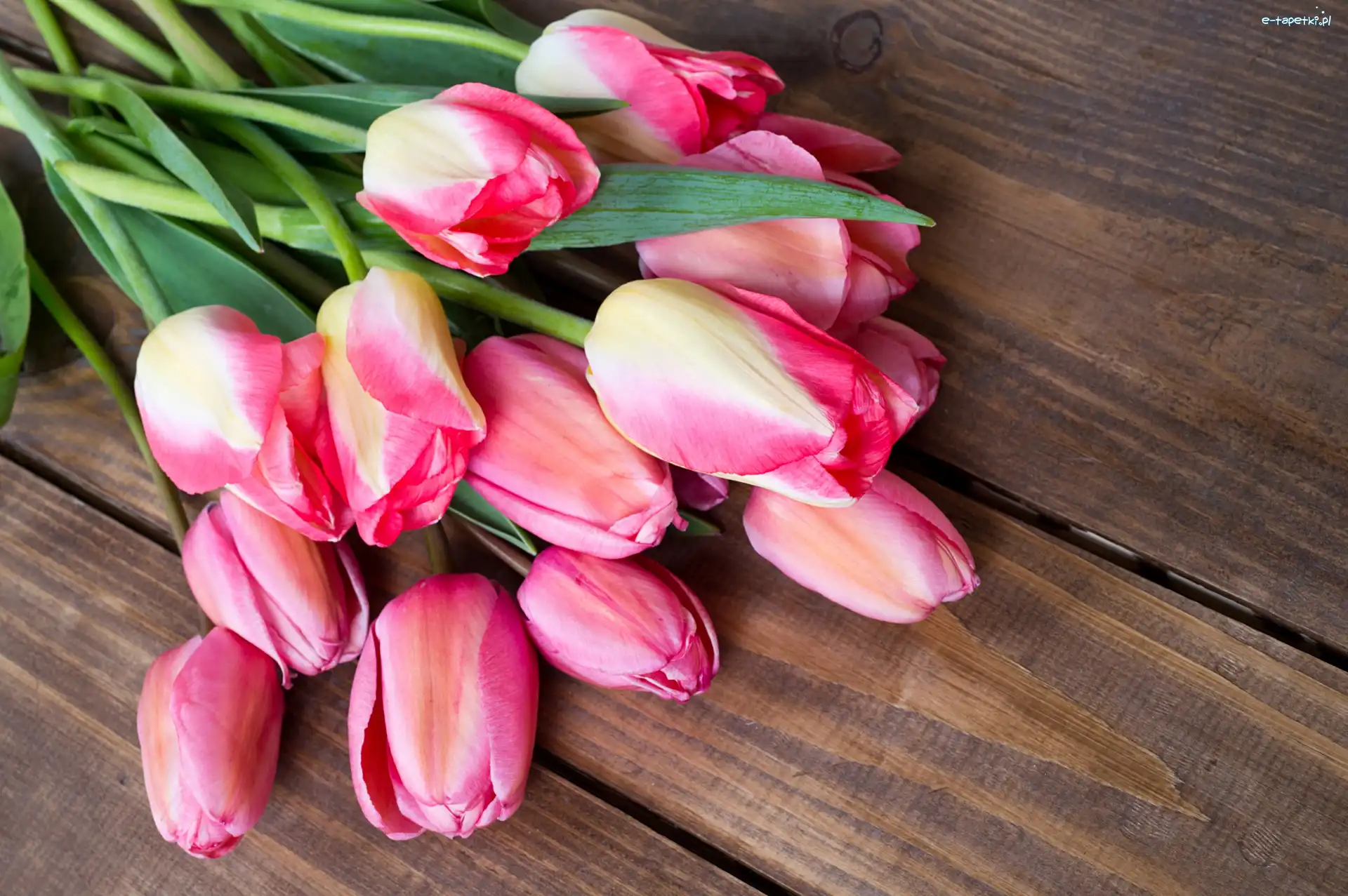Tulipany, Różowe