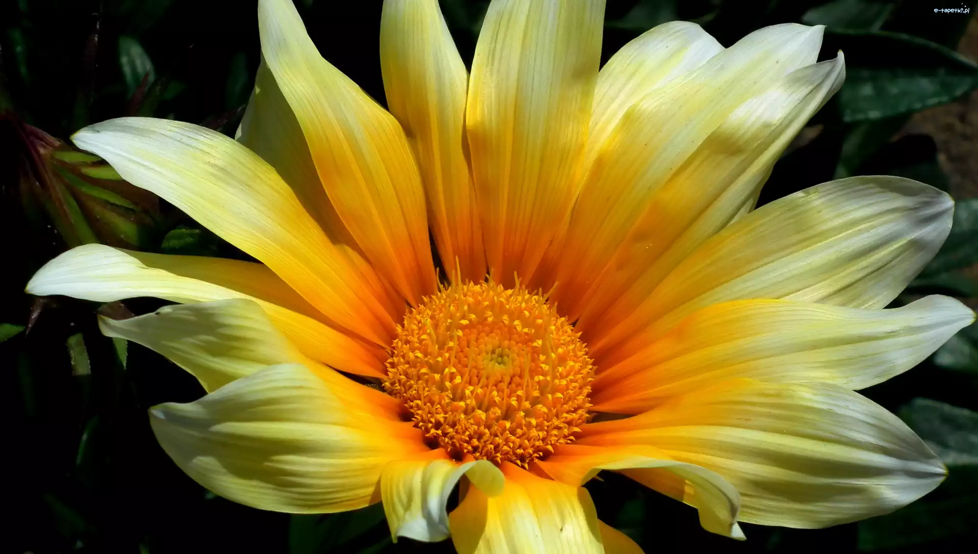 Gazania, Kwiat, Przyroda