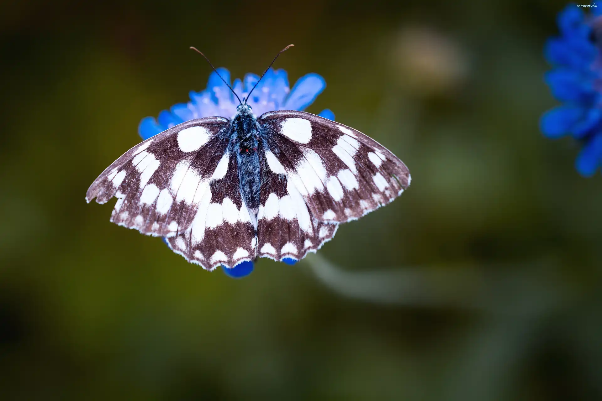 Makro, Kwiat, Motyl
