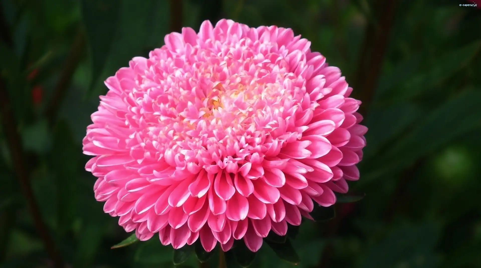 Aster, Kwiat, Przyroda