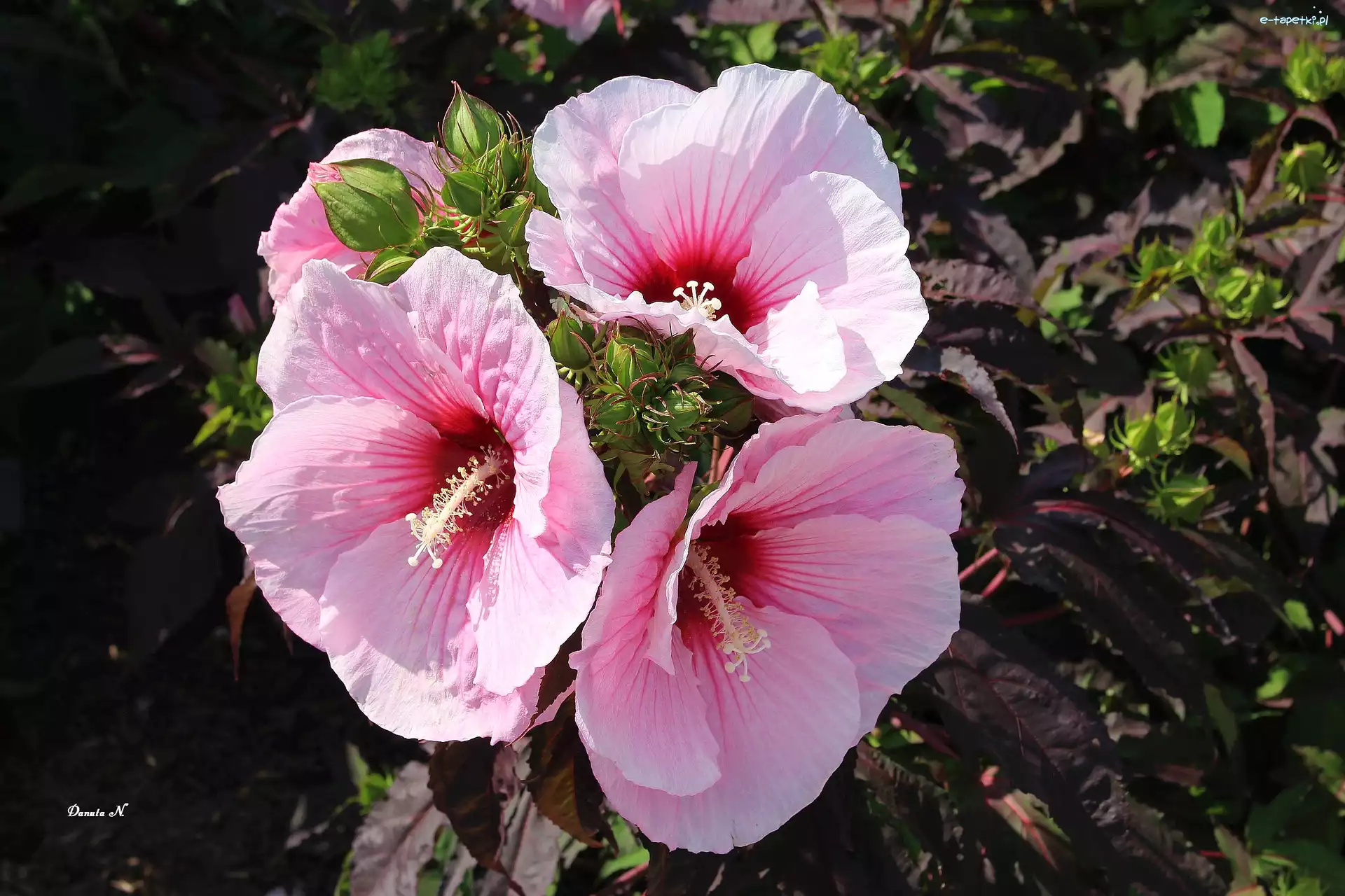 Różowe, Hibiskus, Lato, Ogród, Trzy, Liście, Pąki, Kwiaty