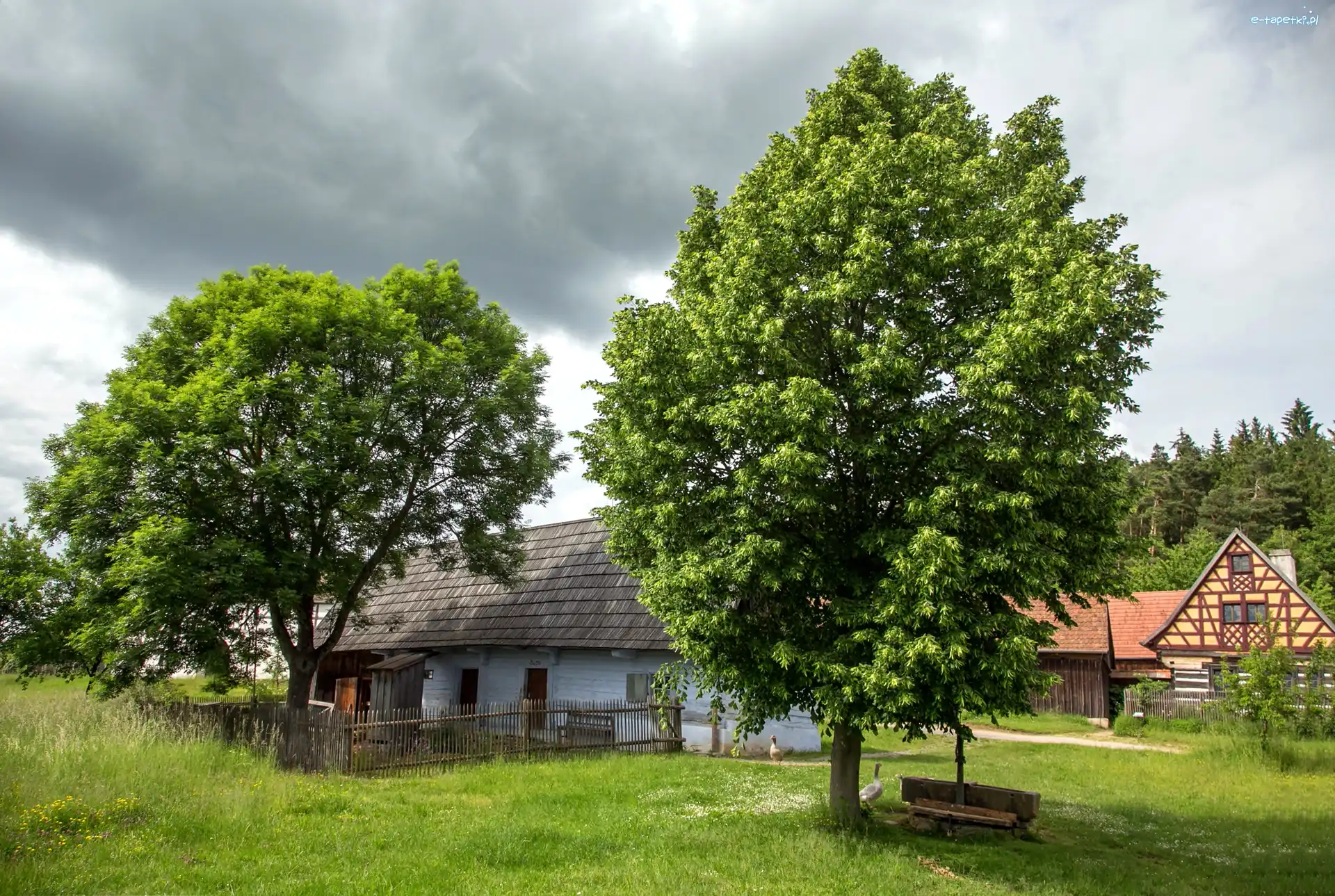 Łąka, Ogrodzenie, Niemcy, Bawaria, Drzewa, Gęsi, Wioska, Domy