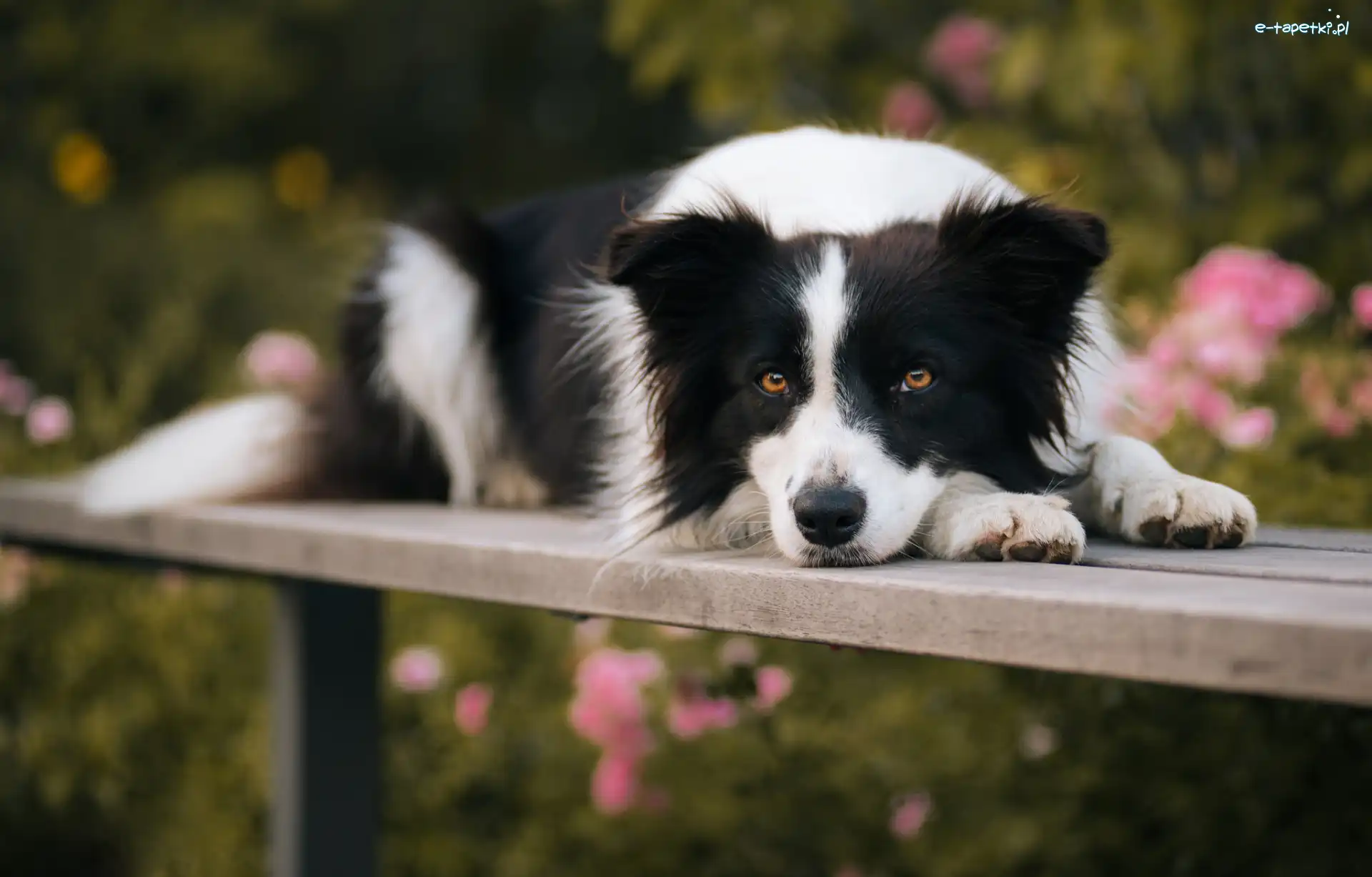 Border, Ławka, Collie, Pies