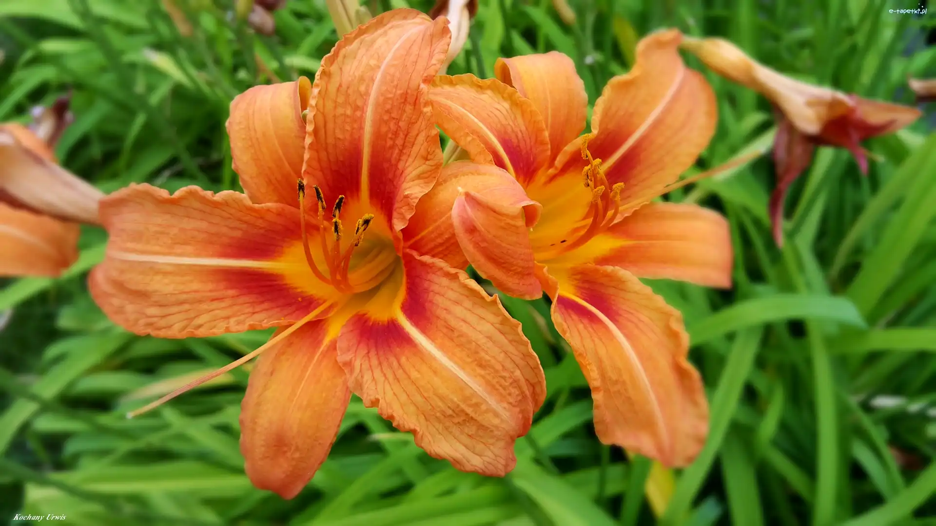 Liliowce, Kwiaty