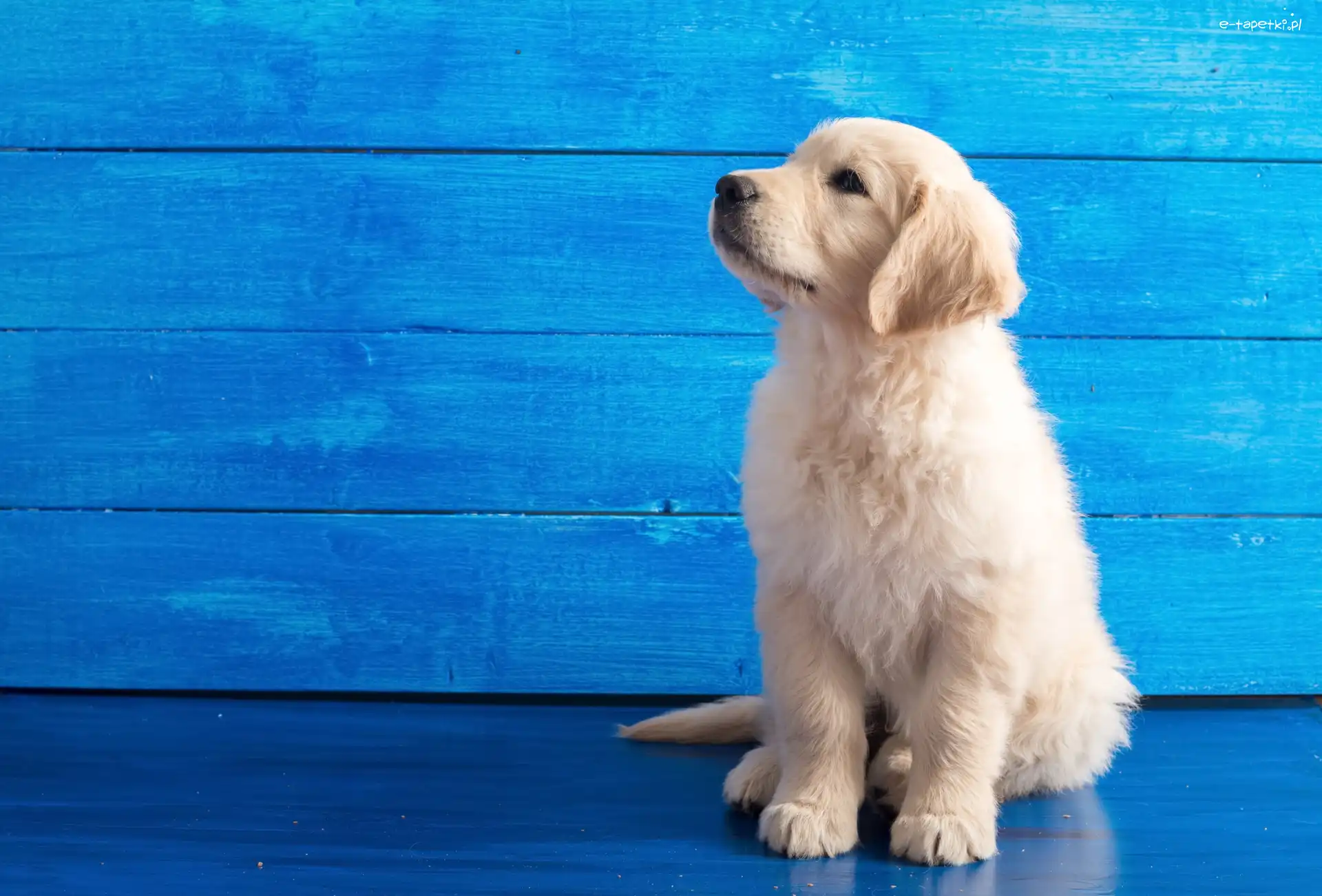 Słodki, Golden retriever, Szczeniaczek, Tło, Niebieskie