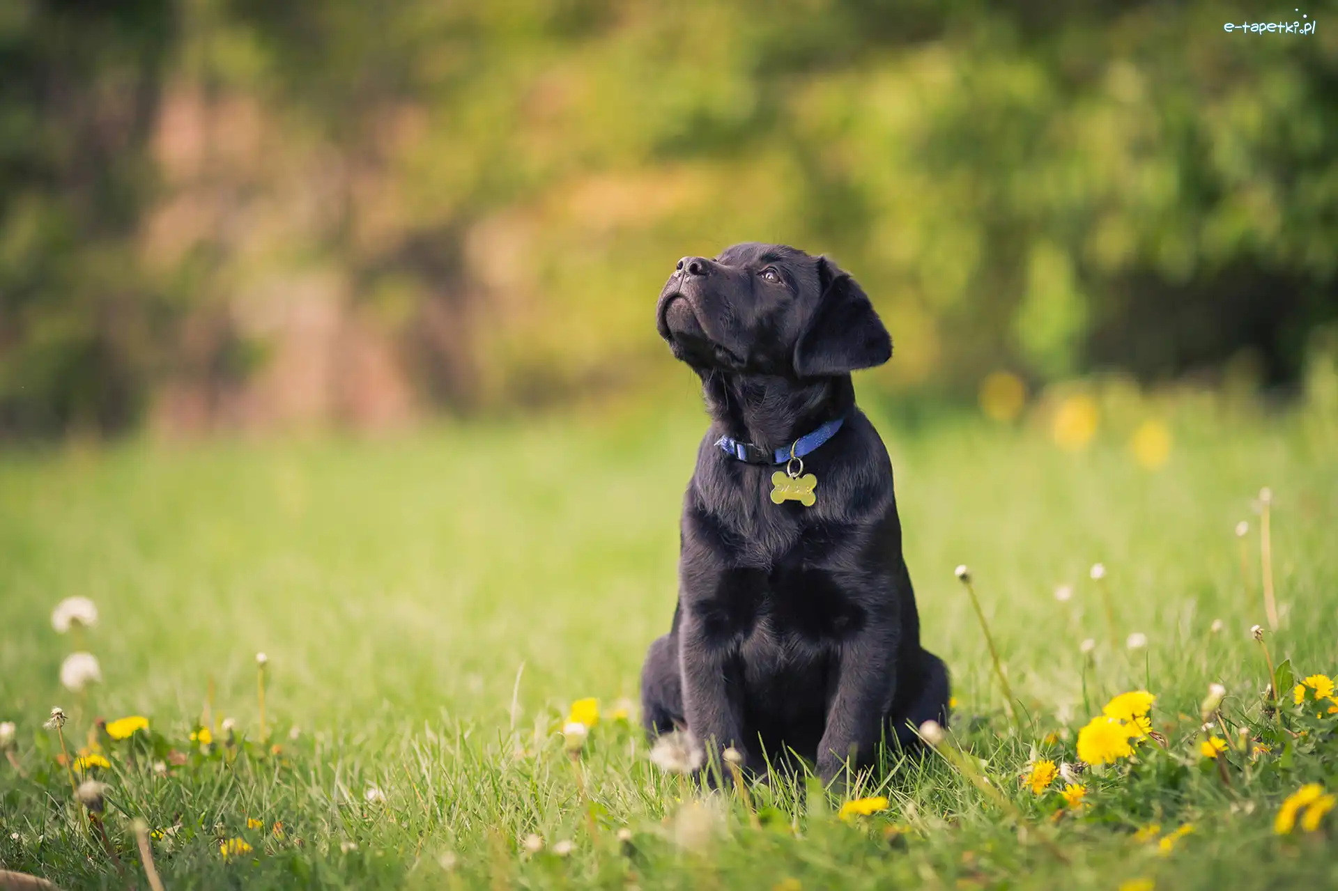 Kwiaty, Labrador retriever, Polana, Las, Szczeniaczek, Słodki