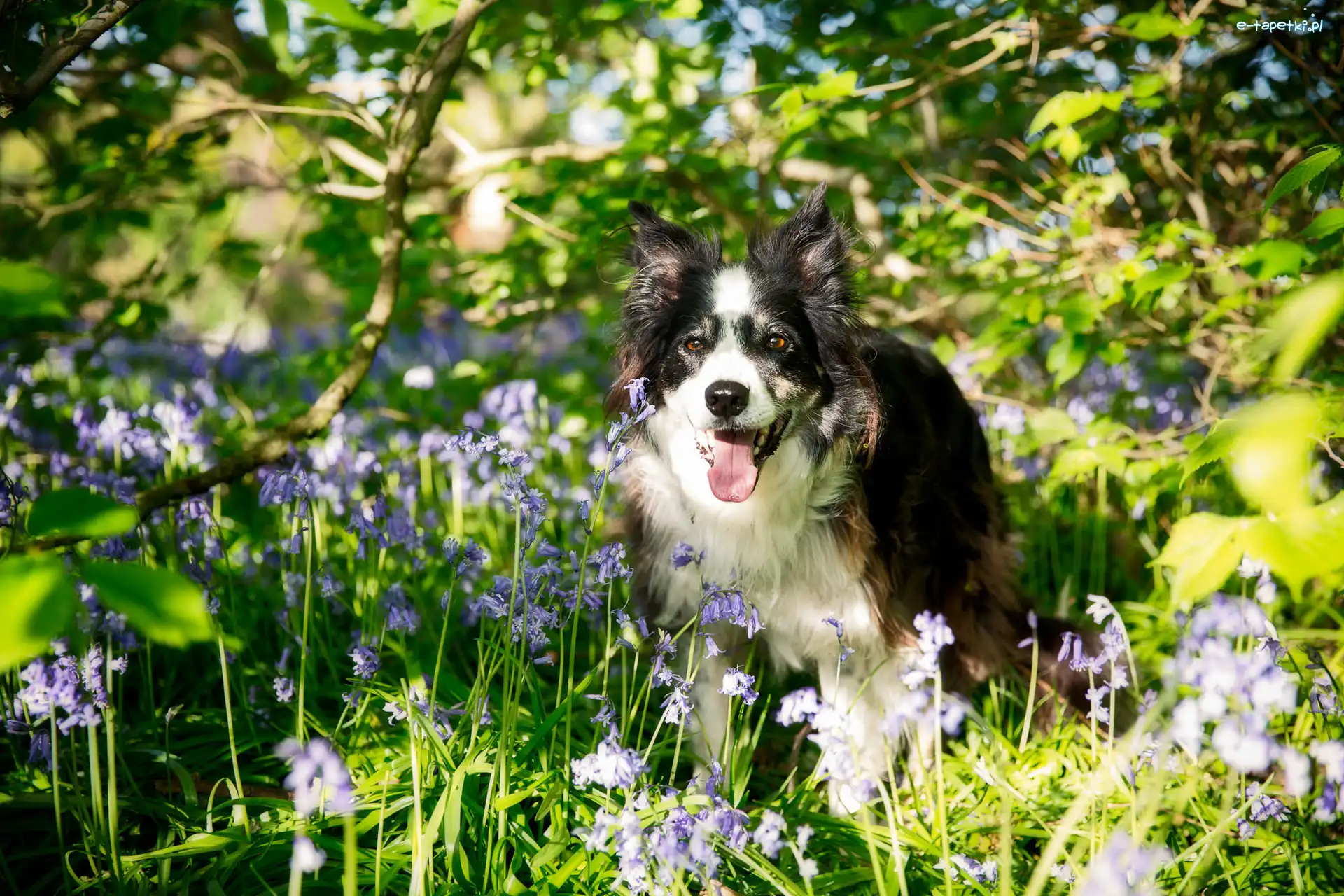 Border, Łąka, Collie, Pies