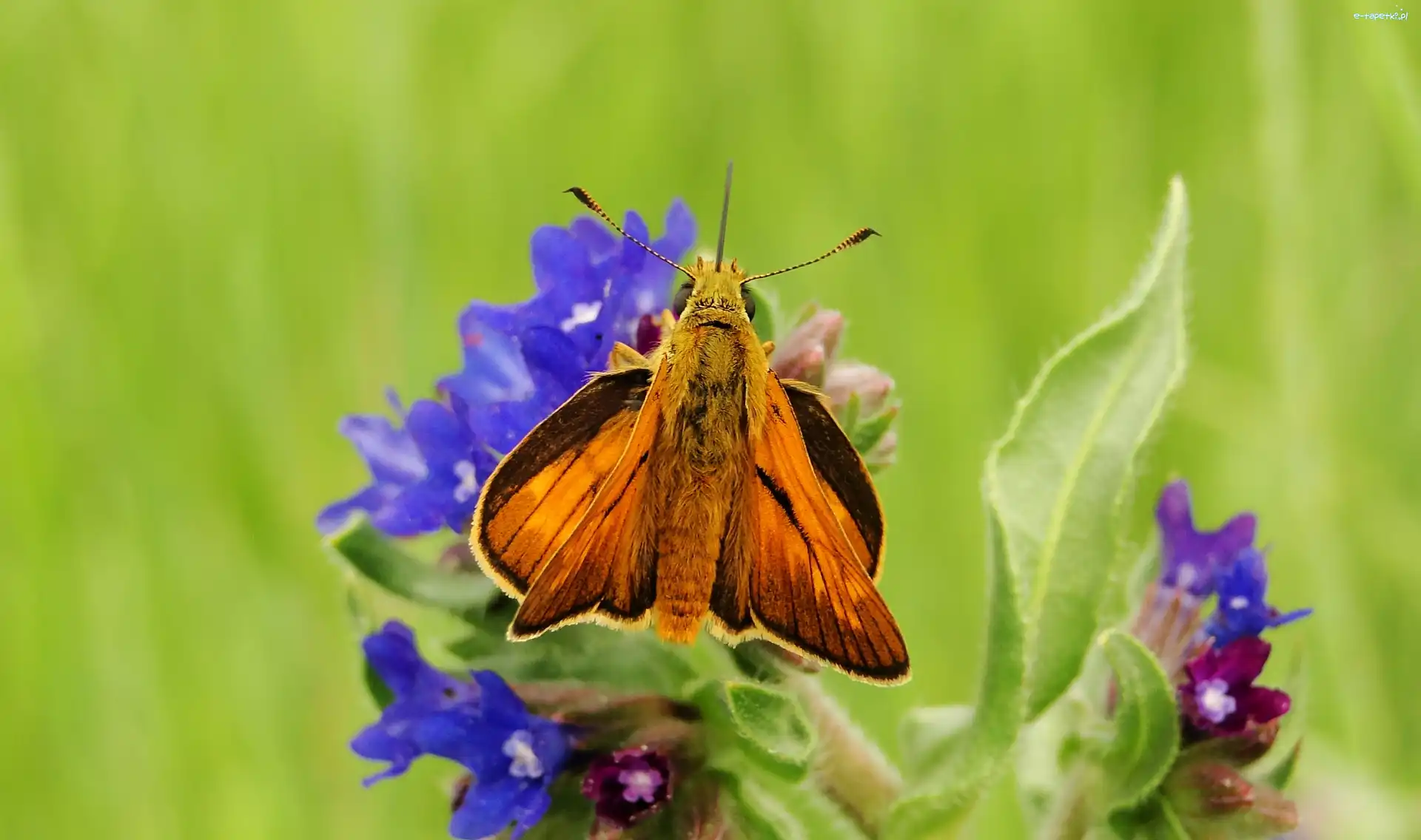 Karlątek, Motyl