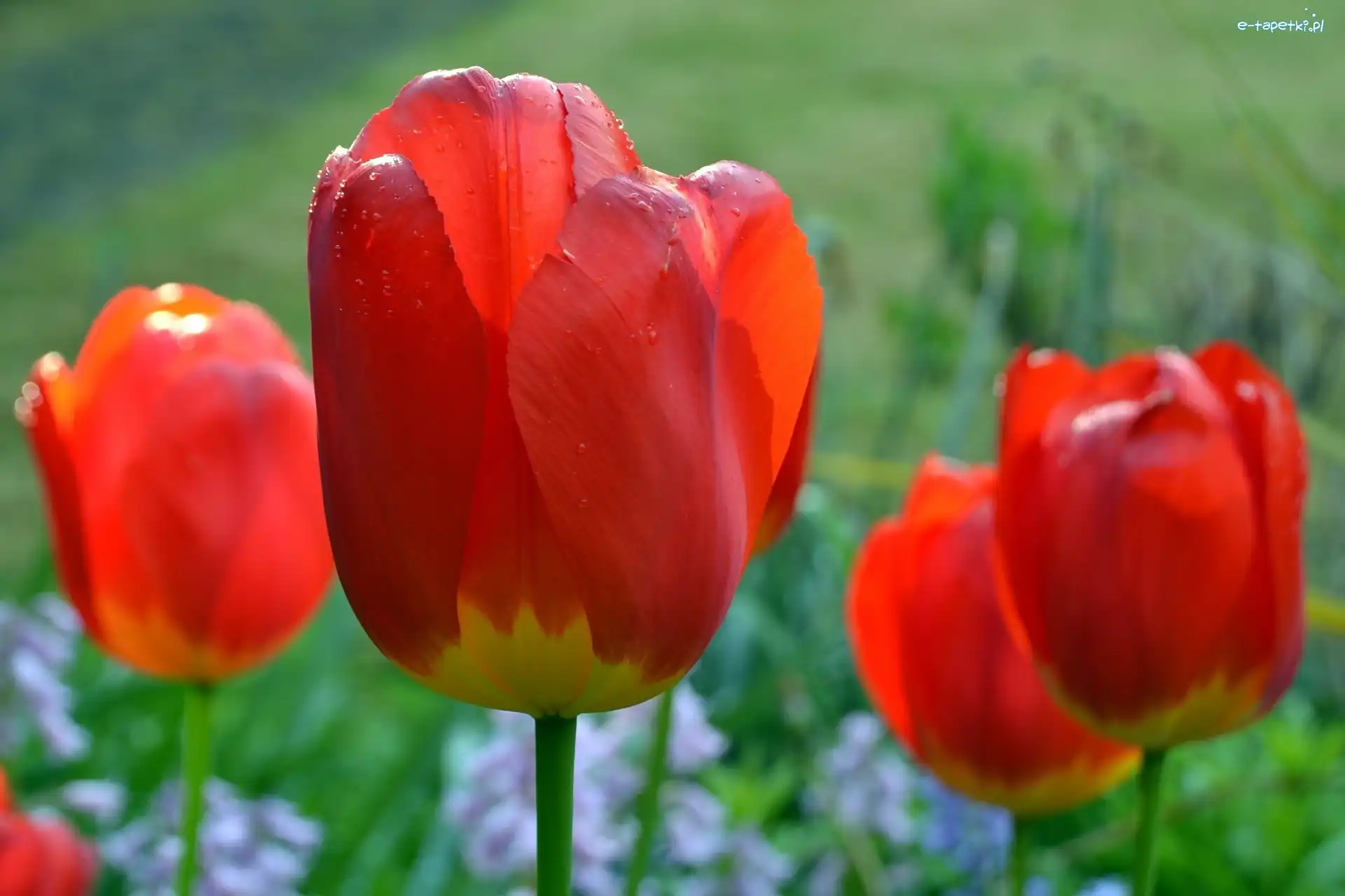 Tulipany, Czerwone