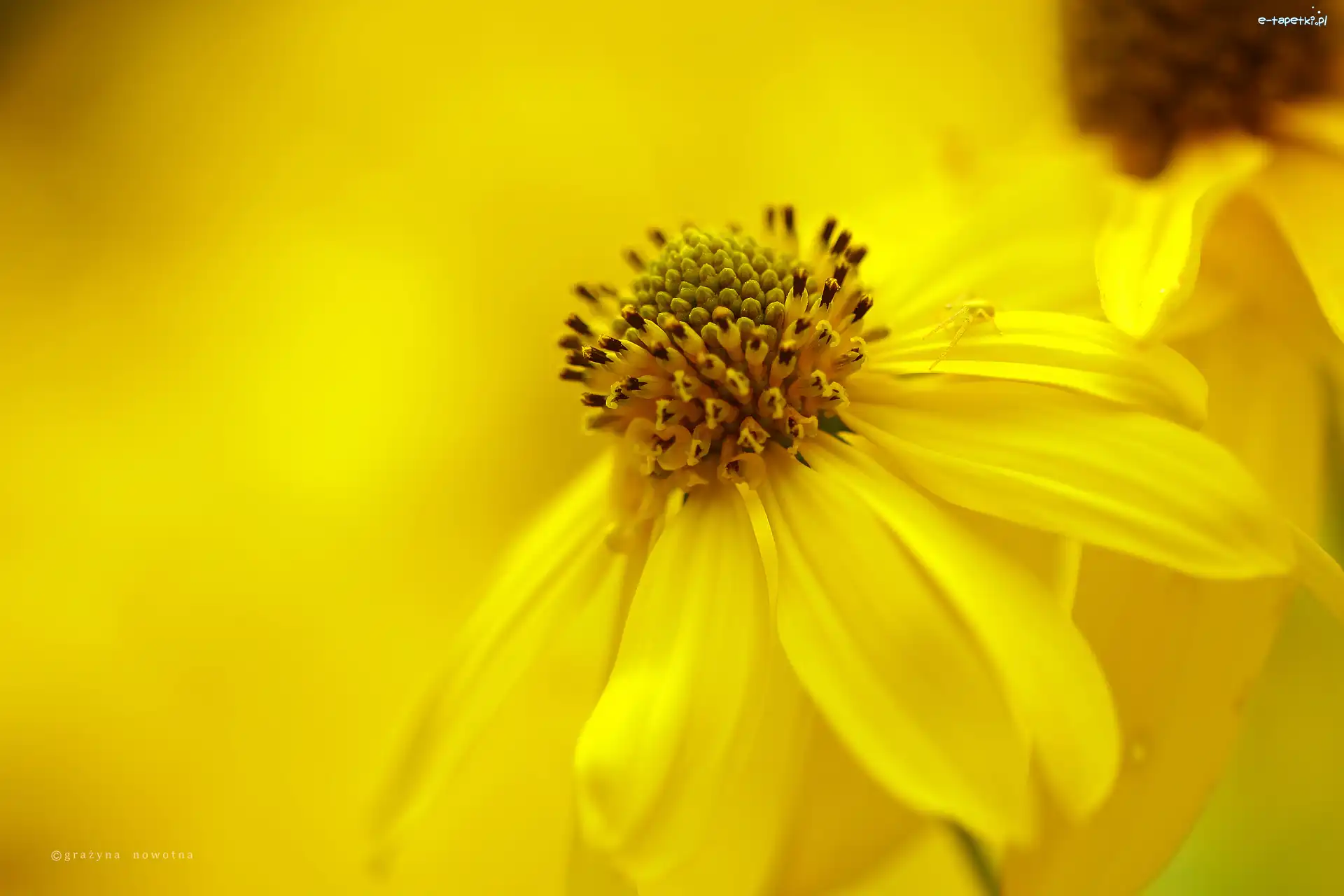 Kwiat, Żółty, Rudbekia naga