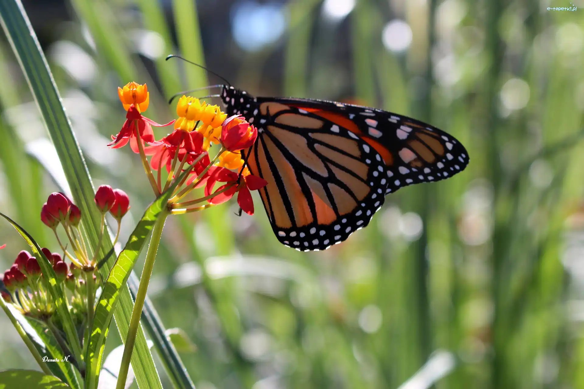Motyl, Kwiatki, Monarch, Lato, Ogród