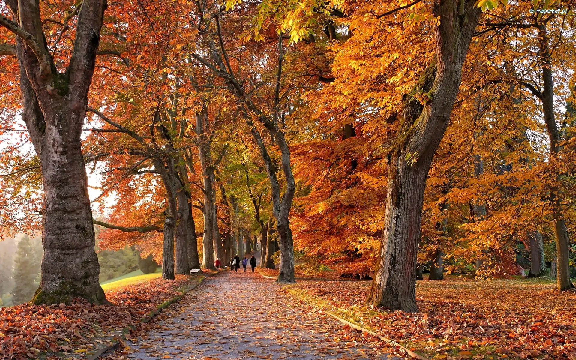 Kolorowe, Aleja, Drzewa, Liście, Park, Jesień