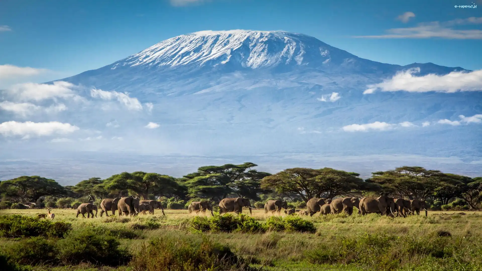 Kilimandżaro, Afryka, Tanzania, Słonie, Góry