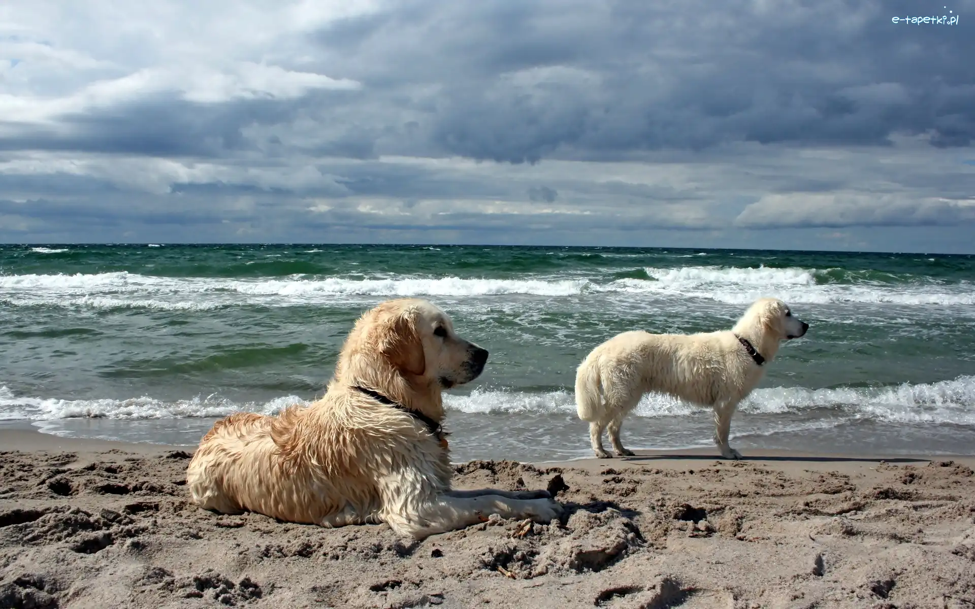 Morze, Golden Retriever, Na, Psy, Dwa, Plaża, Straży