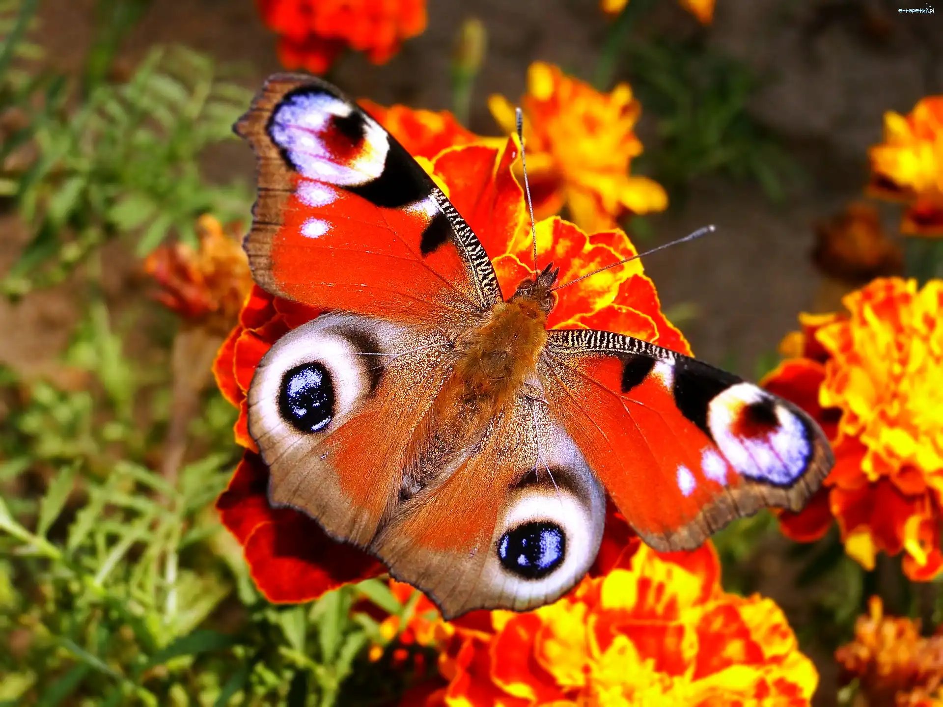 Rusałka pawik, Motyl