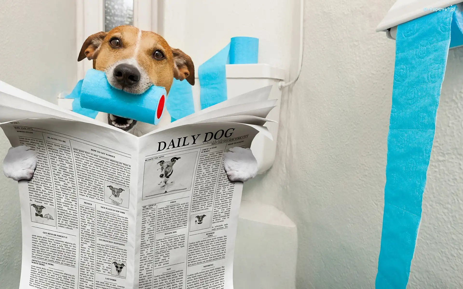 Pies, Gazeta, Jack Russell terrier, Toaletowy, Papier