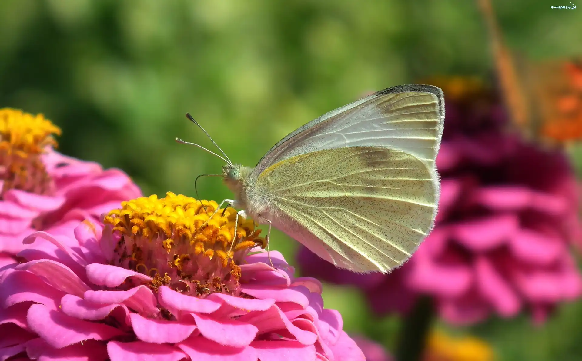 Cynia, Bielinek, Motyl