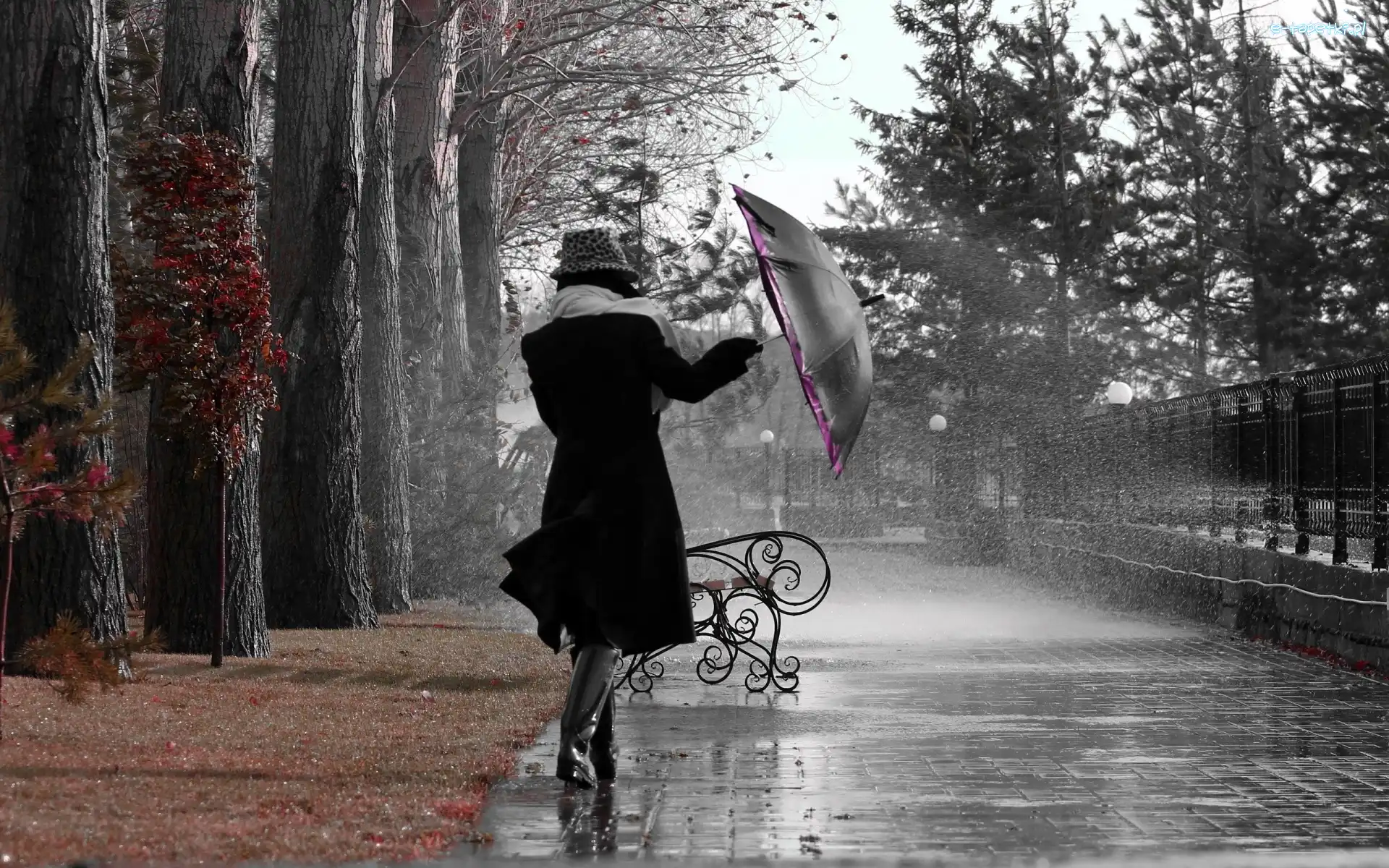 Parasol, Kobieta, Deszcz, Park