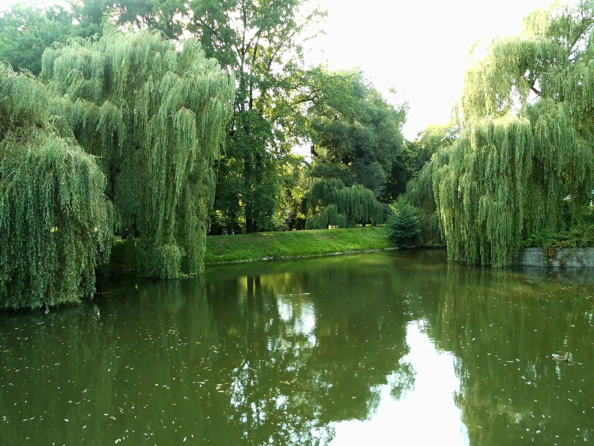 Park, Przyroda, Drzewa, Dolnyśląsk