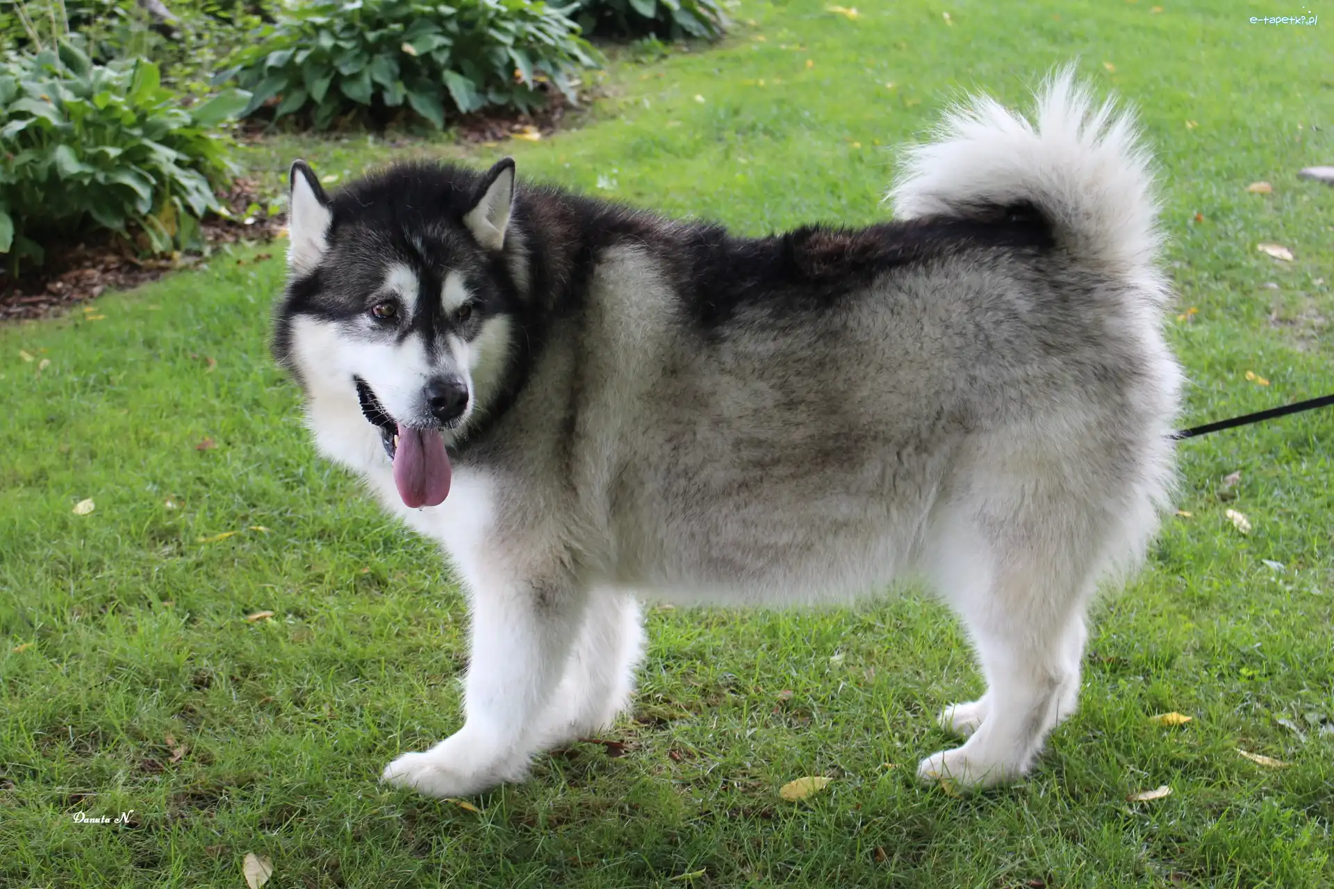 Pies, Malamute, Alaskan, Kanada, Park