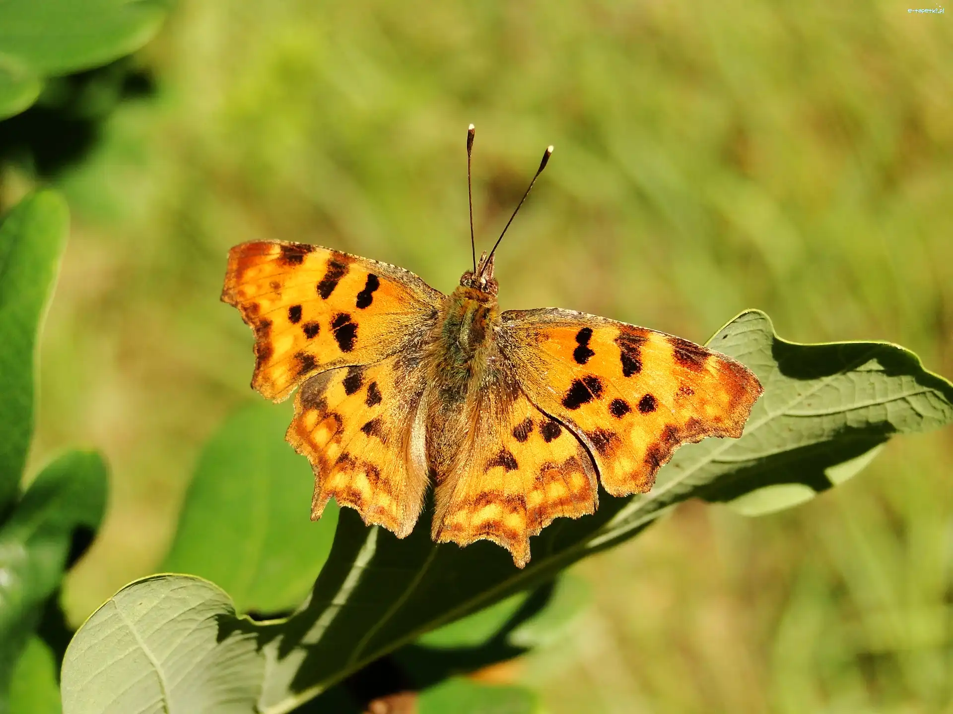 Rusałka, Motyl