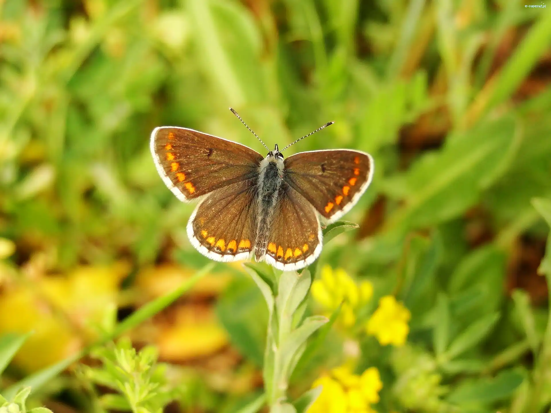 Modraszek agestis, Motyl