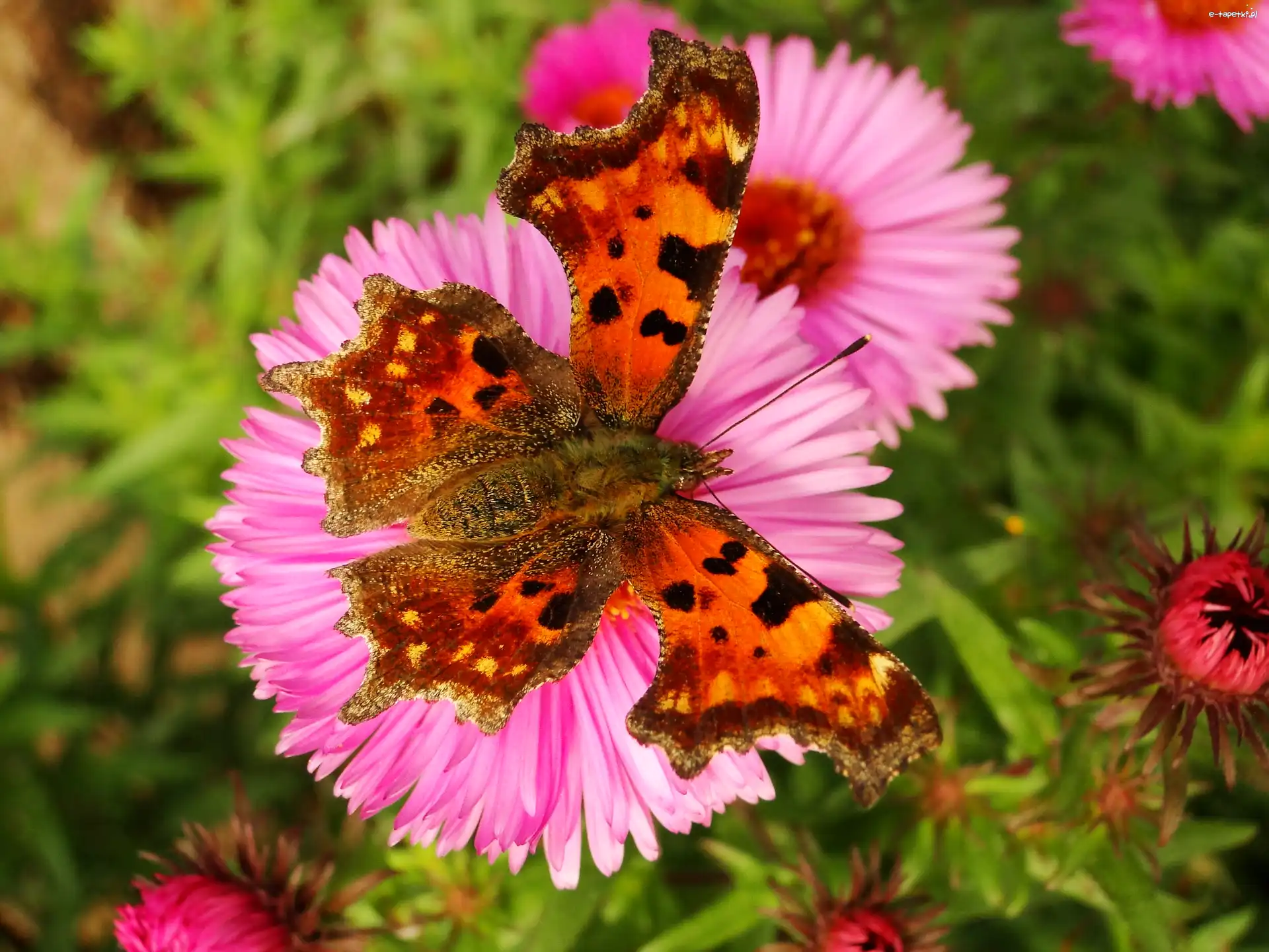 Rusałka ceik, Motyl