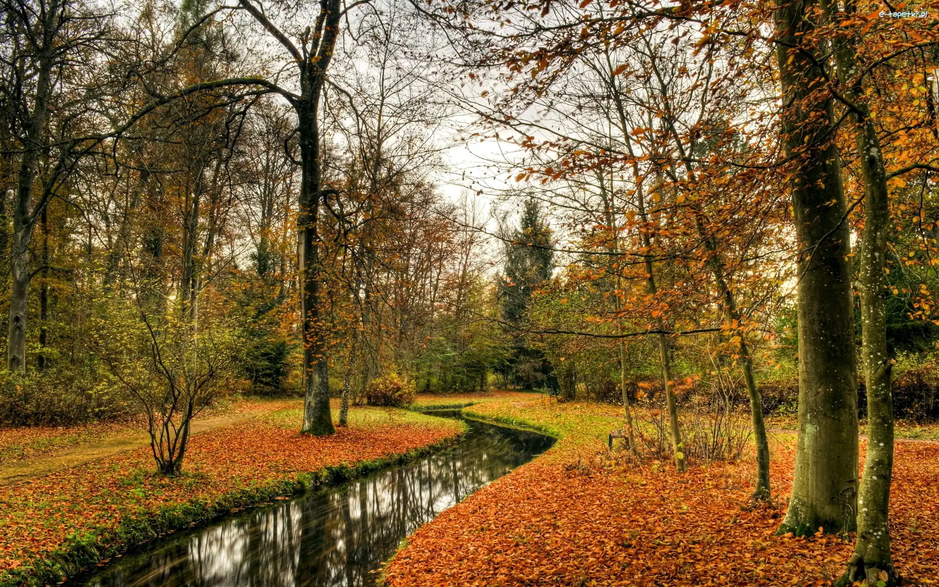 Jesień, Drzewa, Las, Rzeczka, Liście