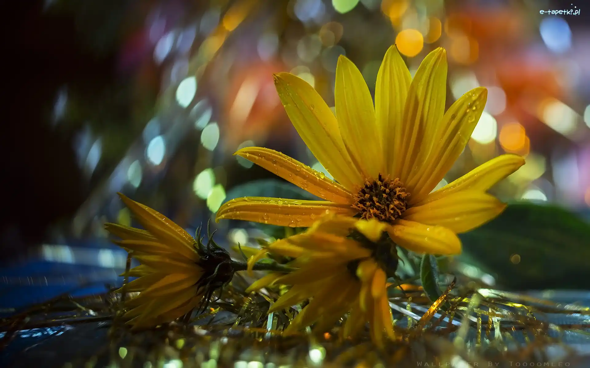 Makro, Polny, Słoneczniczek, Żółty, Kwiat, Bokeh, Bliki