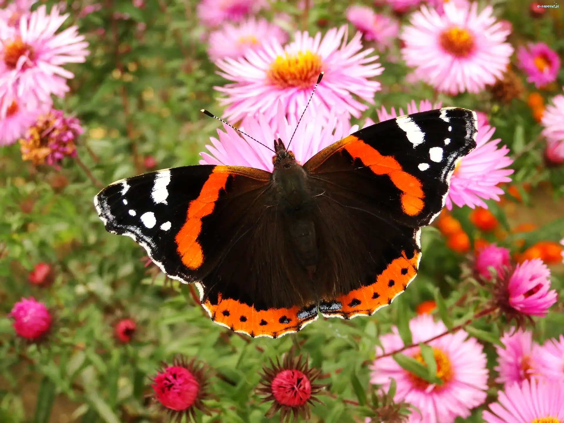 Rusałka admirał, Motyl