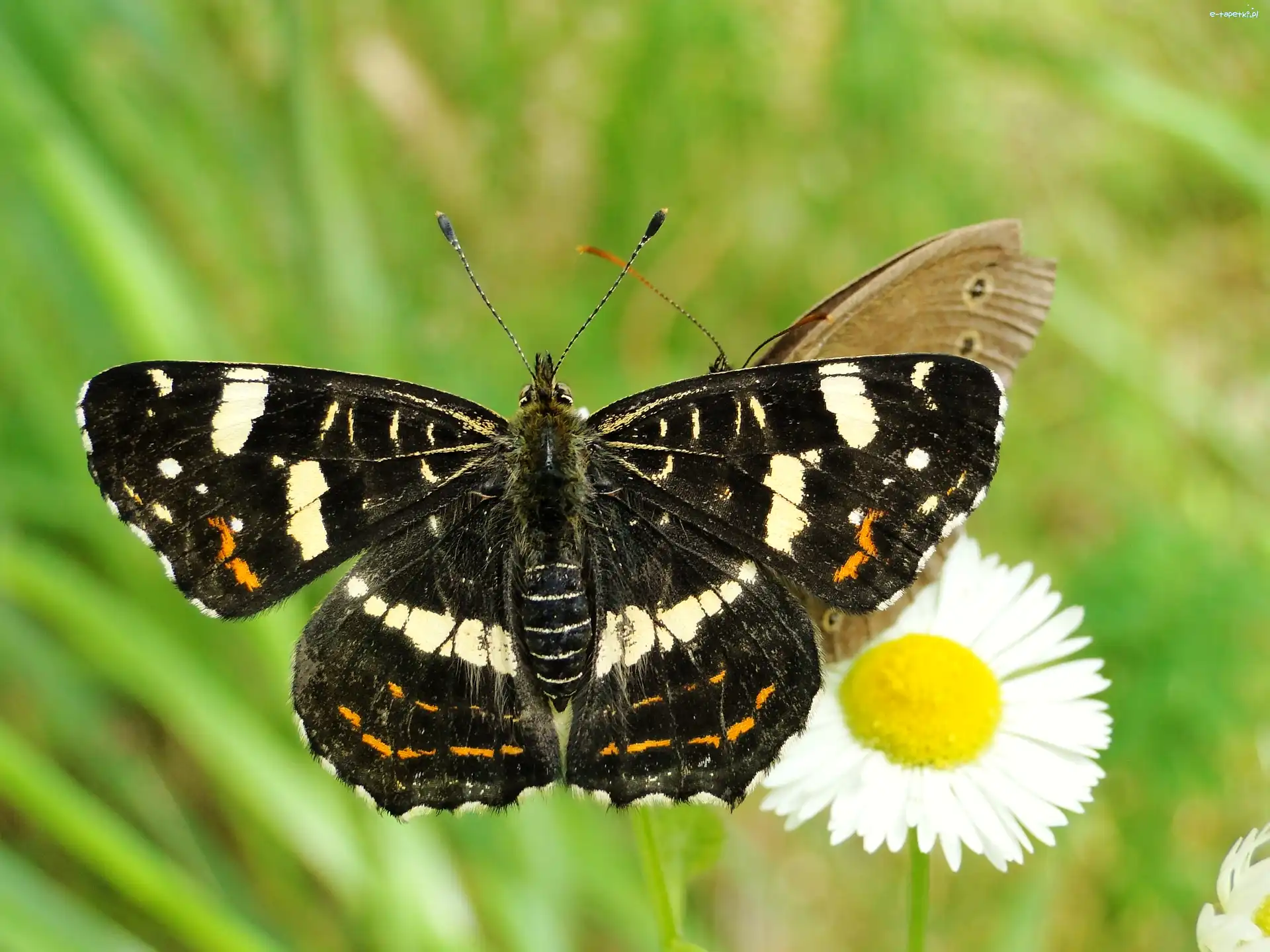 Rusałka kratkowiec, Motyl
