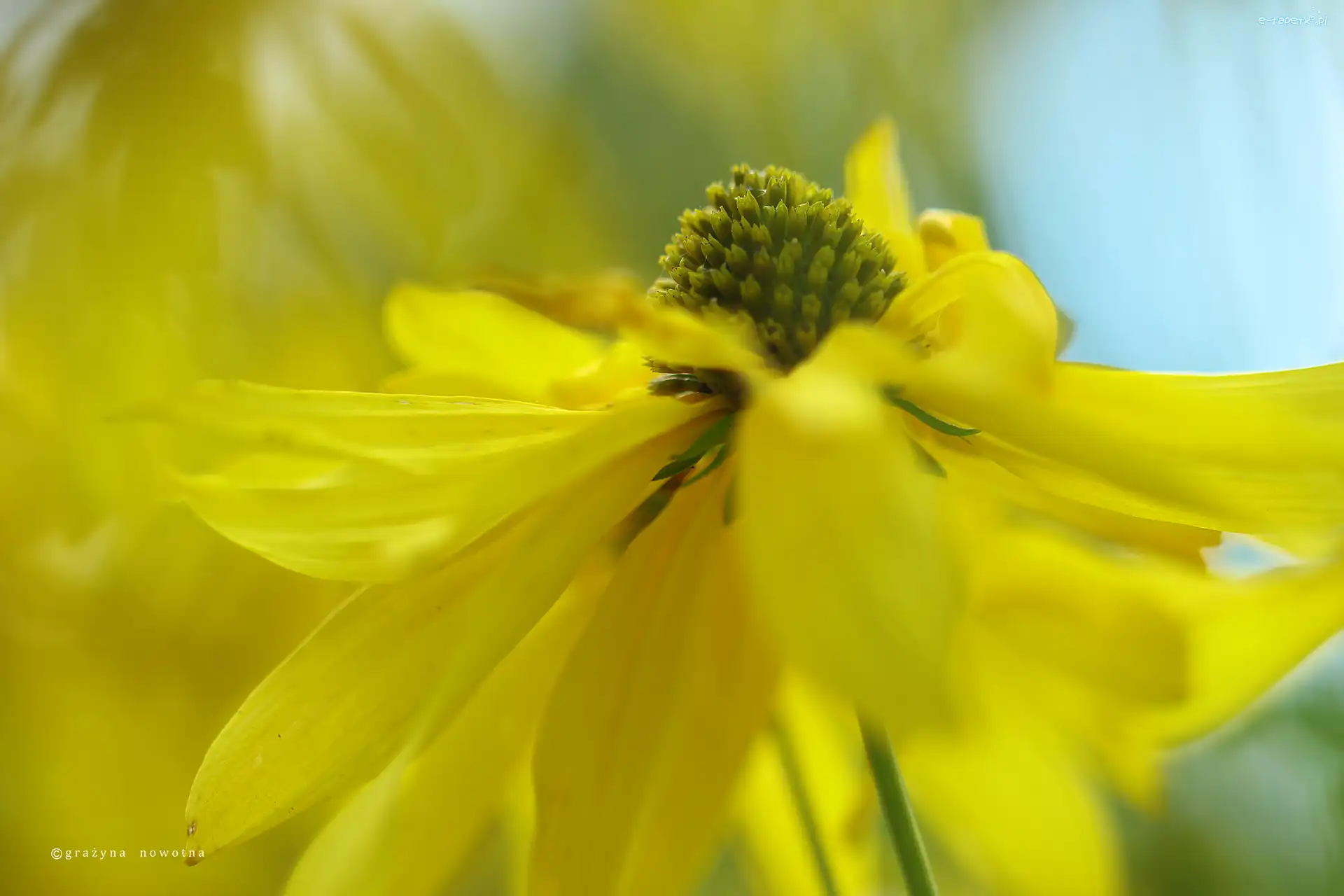 Kwiat, Żółty, Rudbekia Naga