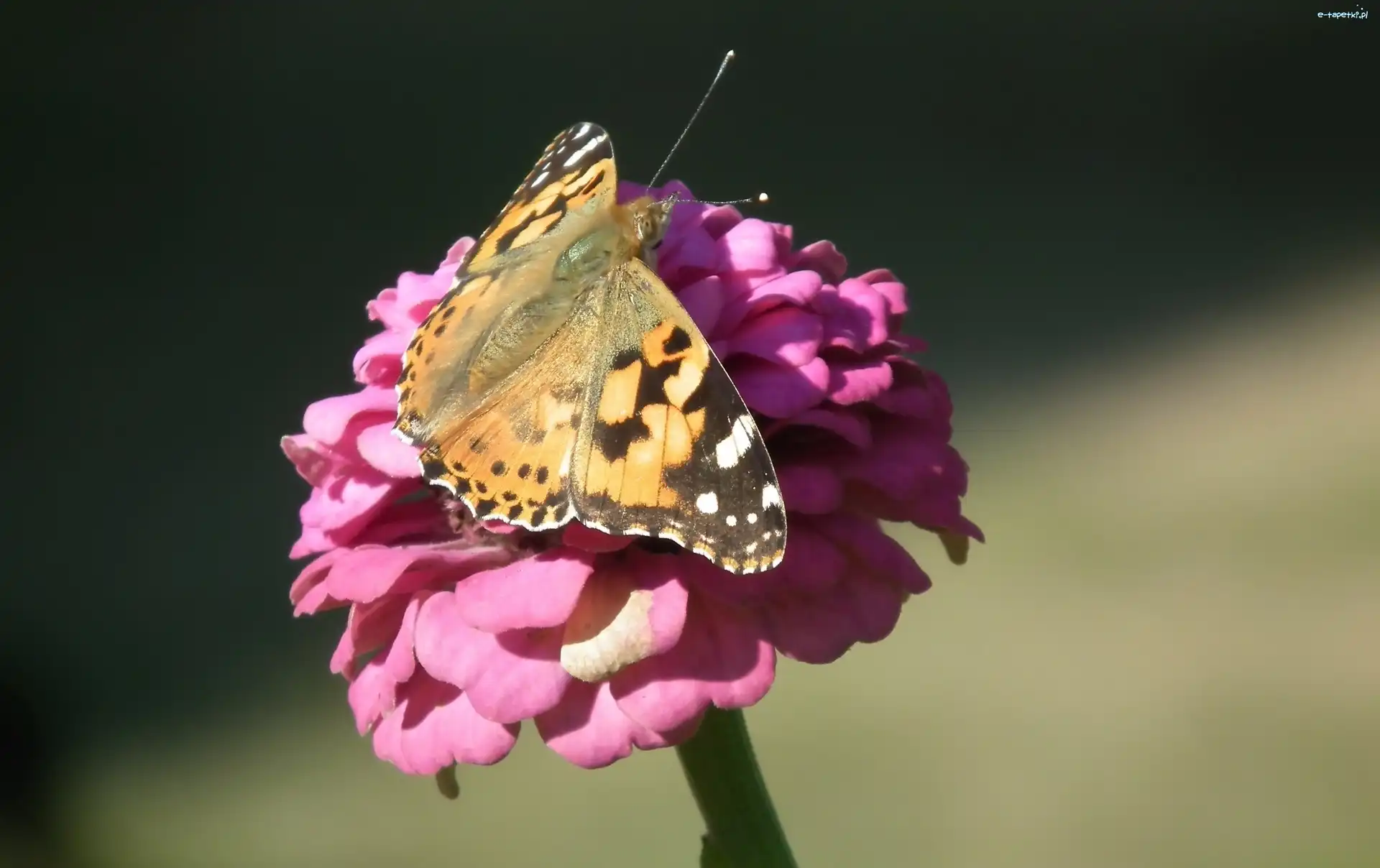Motyl, Osetnik, Rusałka, Cynia, Kwiat
