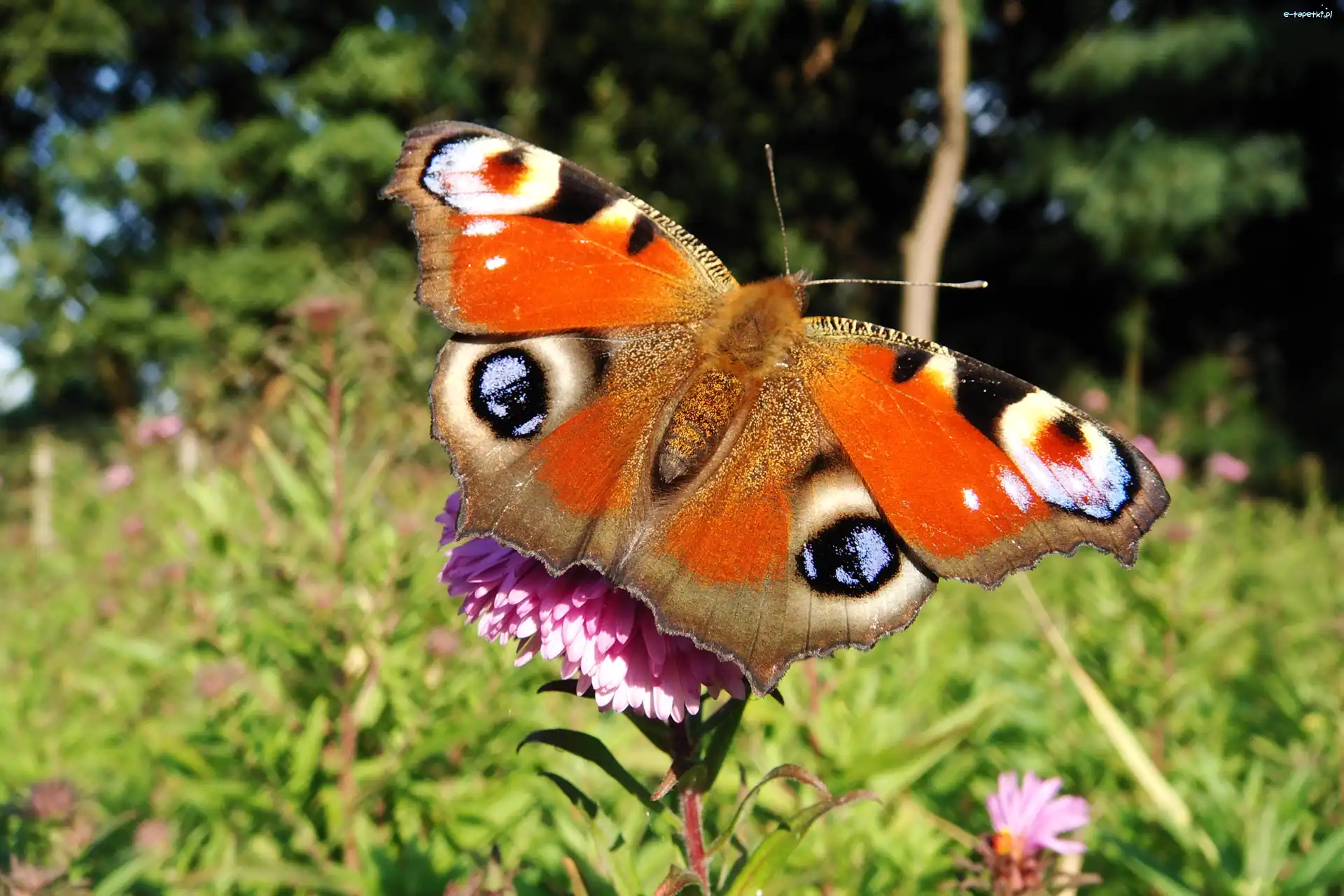 Rusałka pawik, Motyl