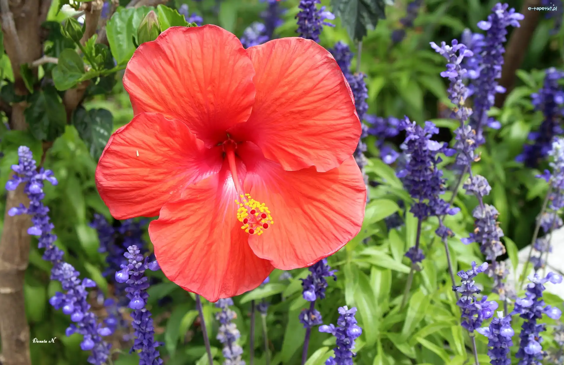 Ogród, Ostróżka, Trawy, Lato, Czerwony, Hibiskus