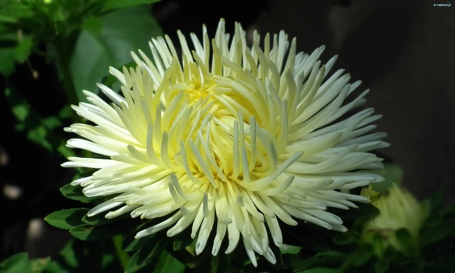 Aster, Kwiat, Przyroda