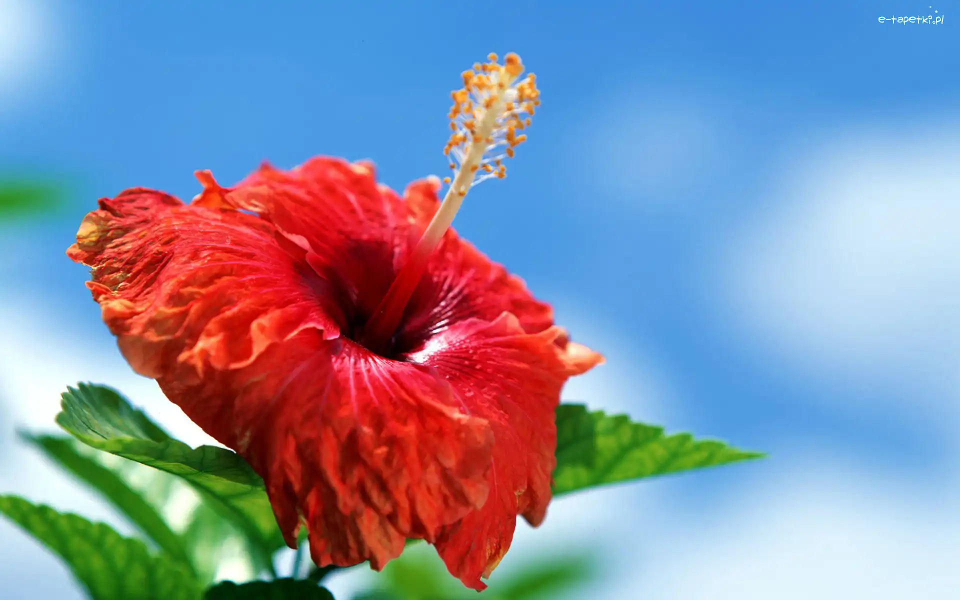 Hibiskus, Kwiat