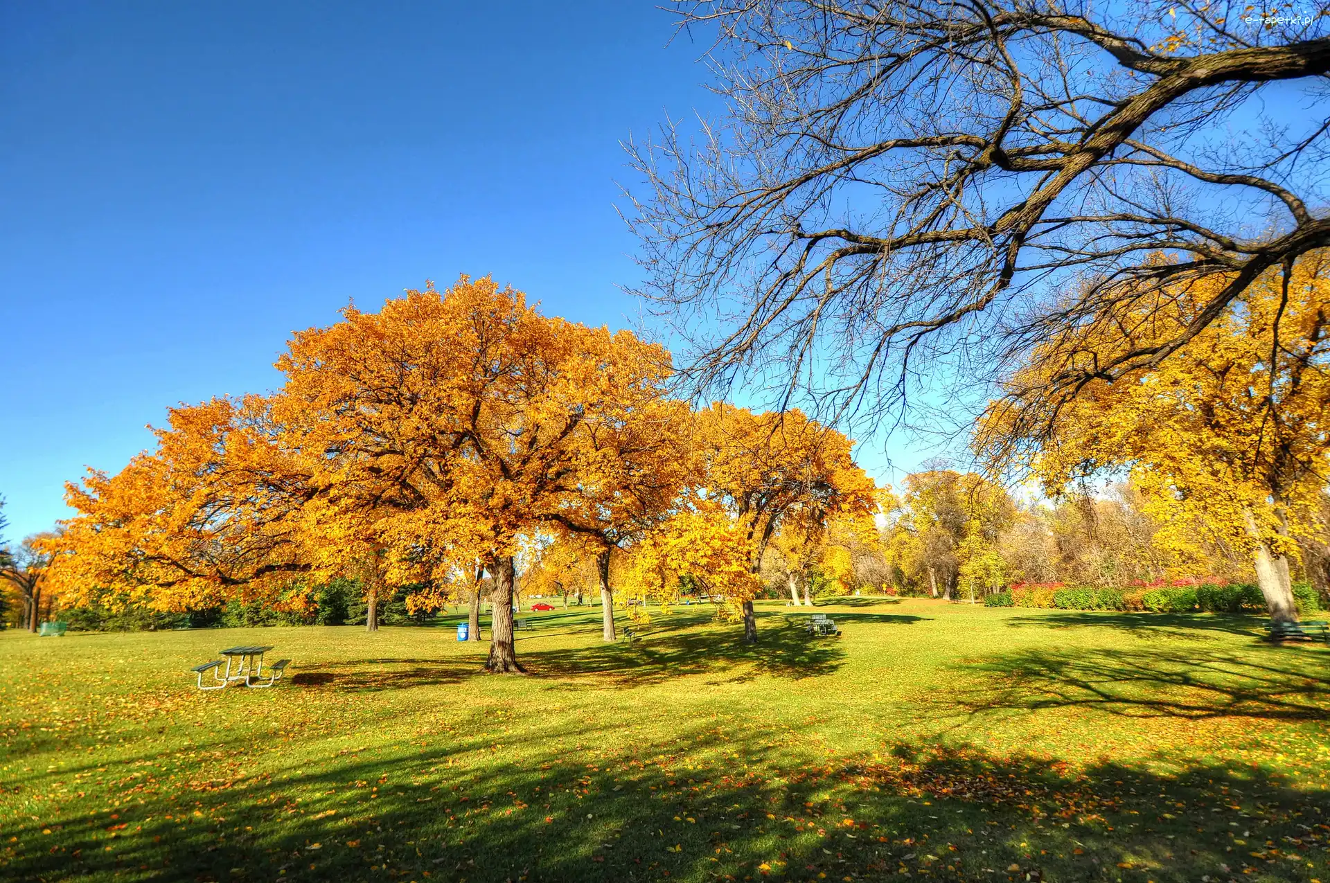 Park, Ławeczka, Drzewa, Jesień