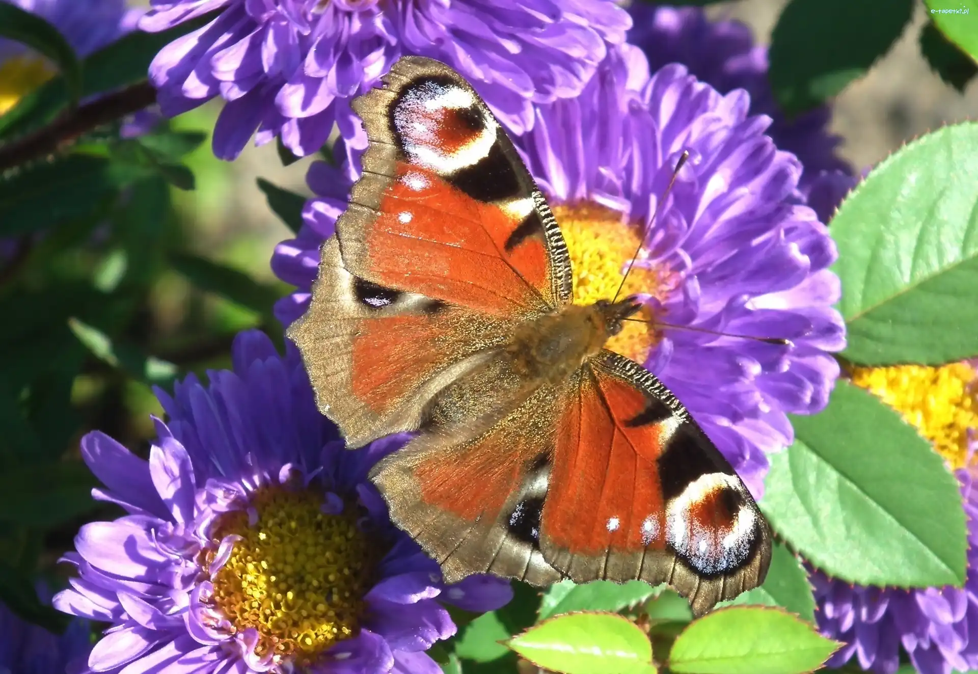Pawie oczko, Aster, Kwiat, Motyl