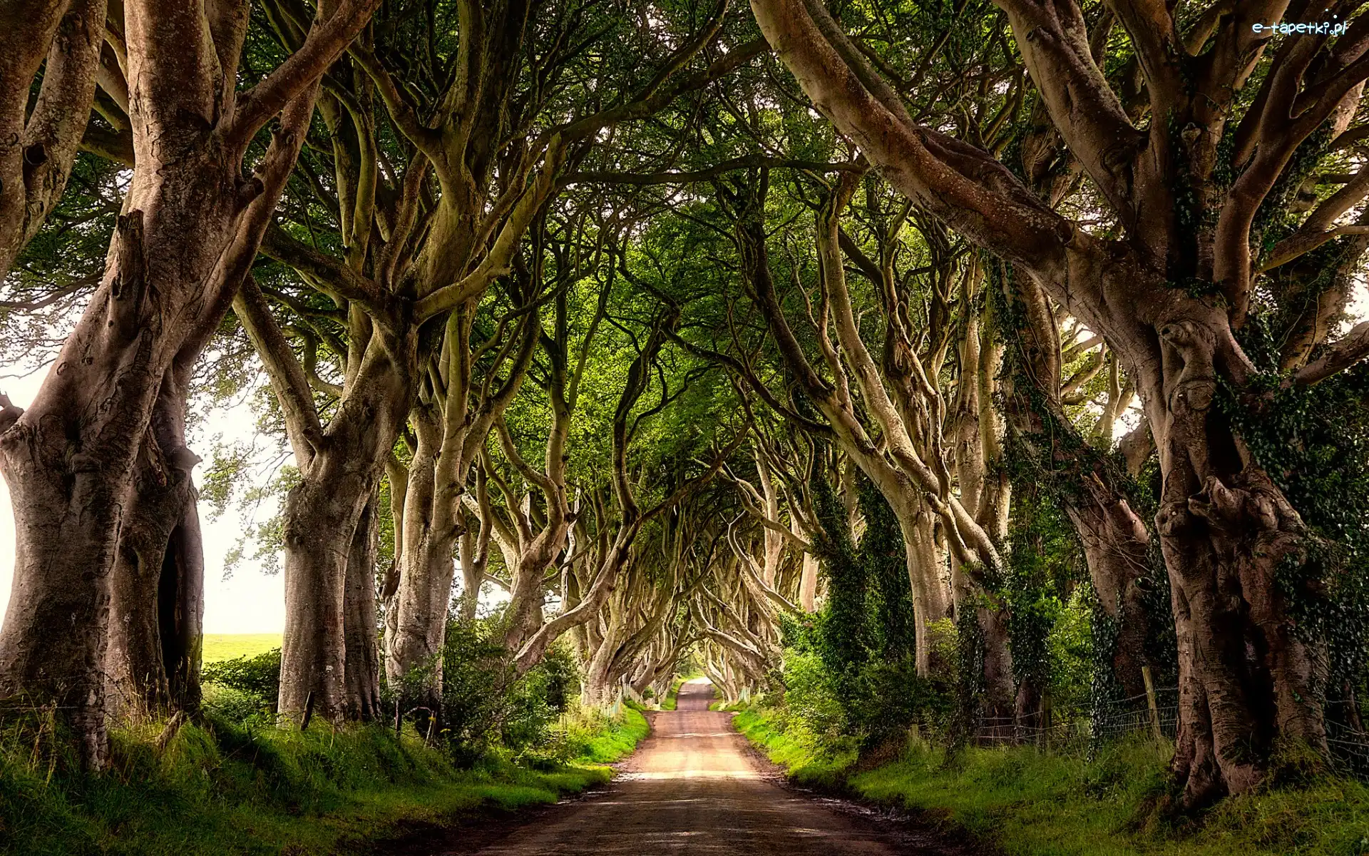 Drzewa, Bukowa aleja Dark Hedges, Droga, Buki, Hrabstwo Antrim, Irlandia Północna