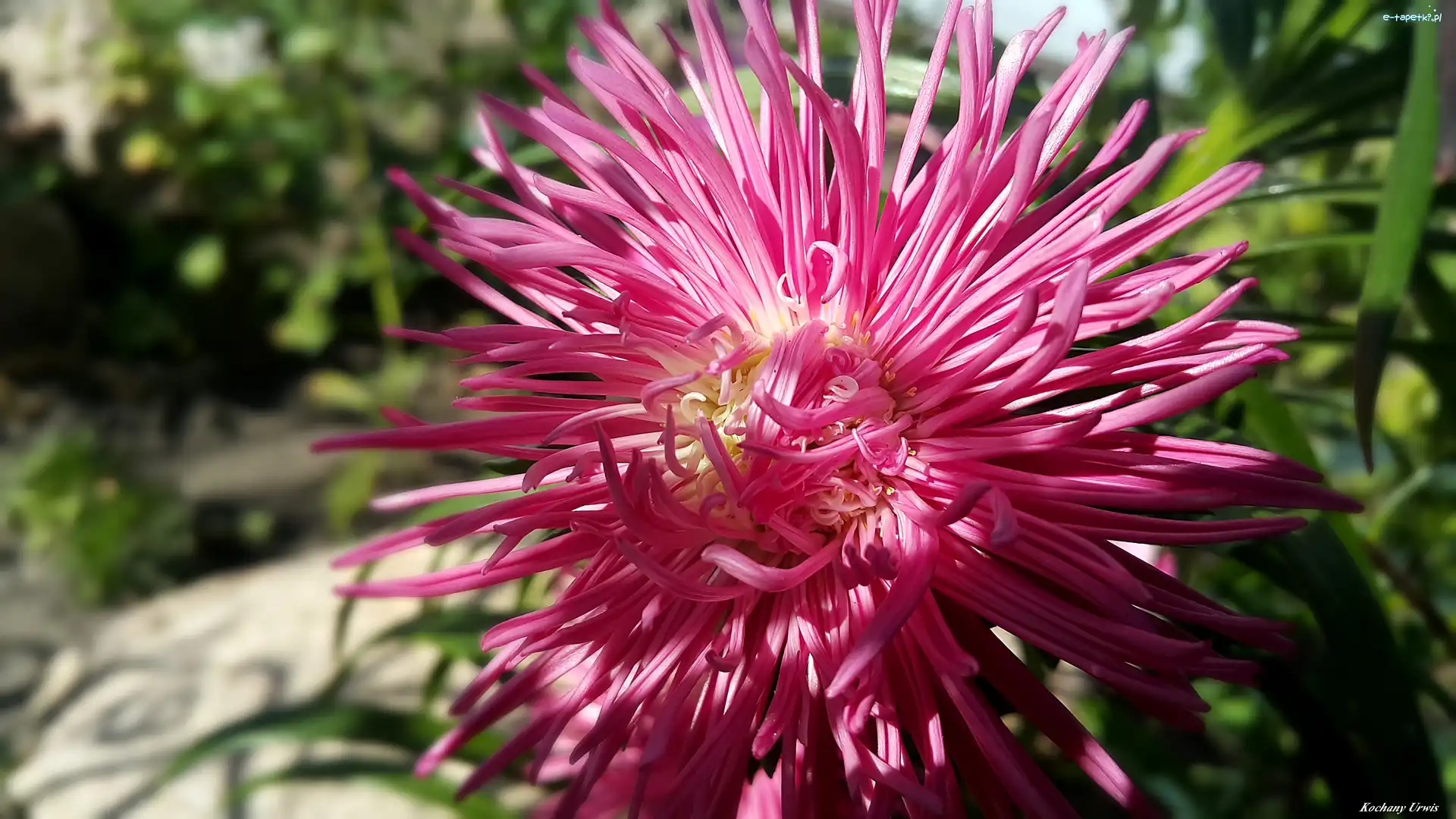 Aster, Kwiatek
