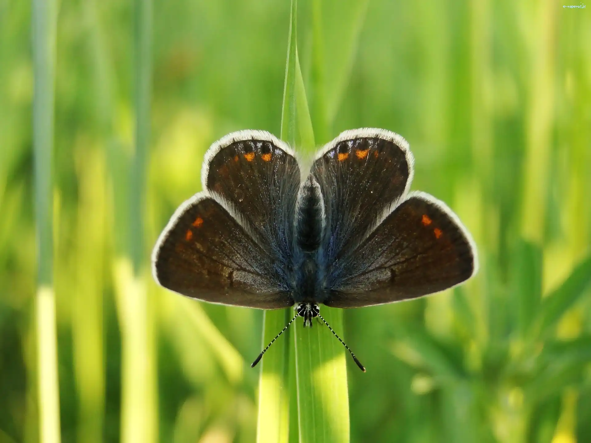 Modraszek agestis, Motyl